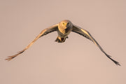 Hen Harrier 003