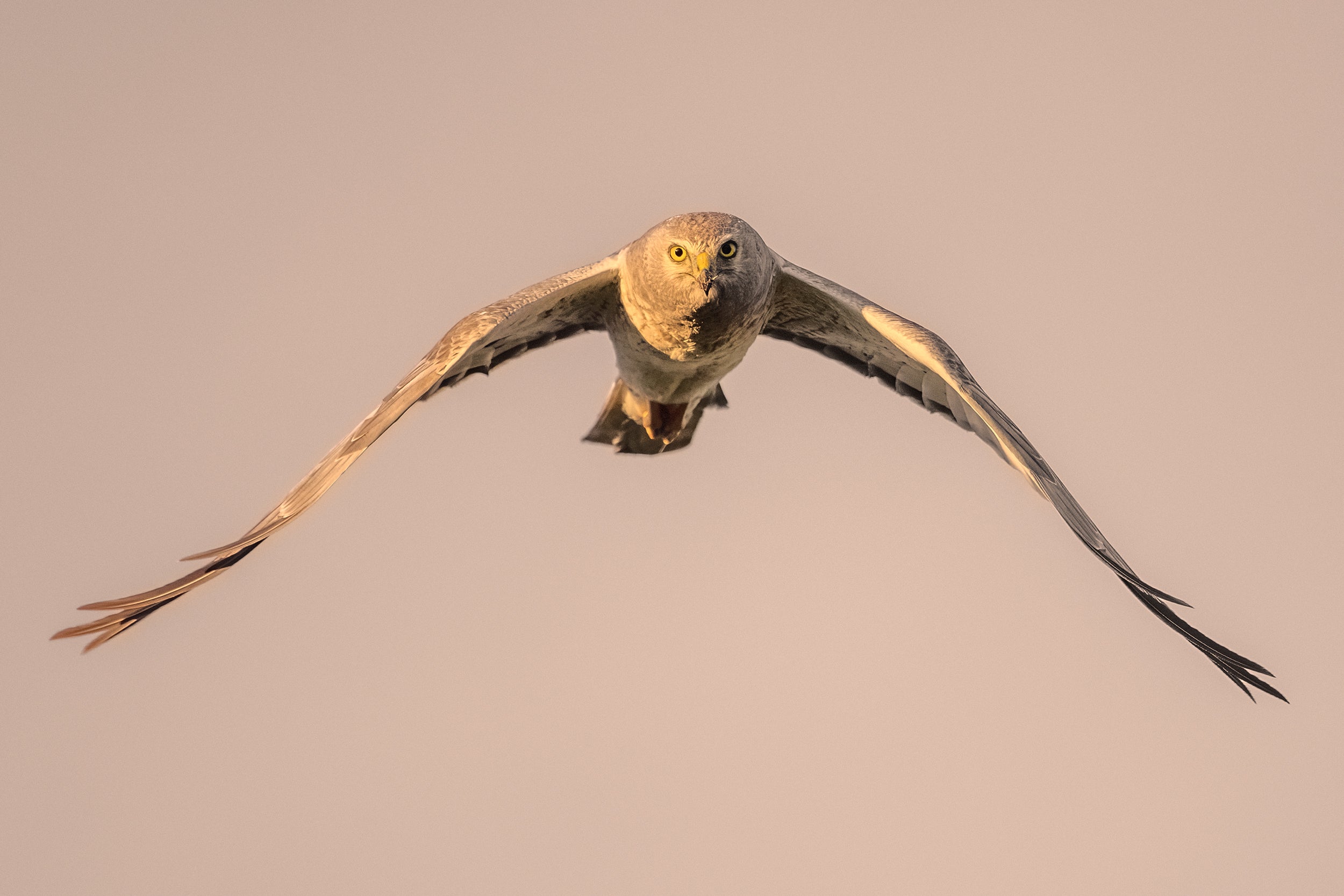 Hen Harrier 003