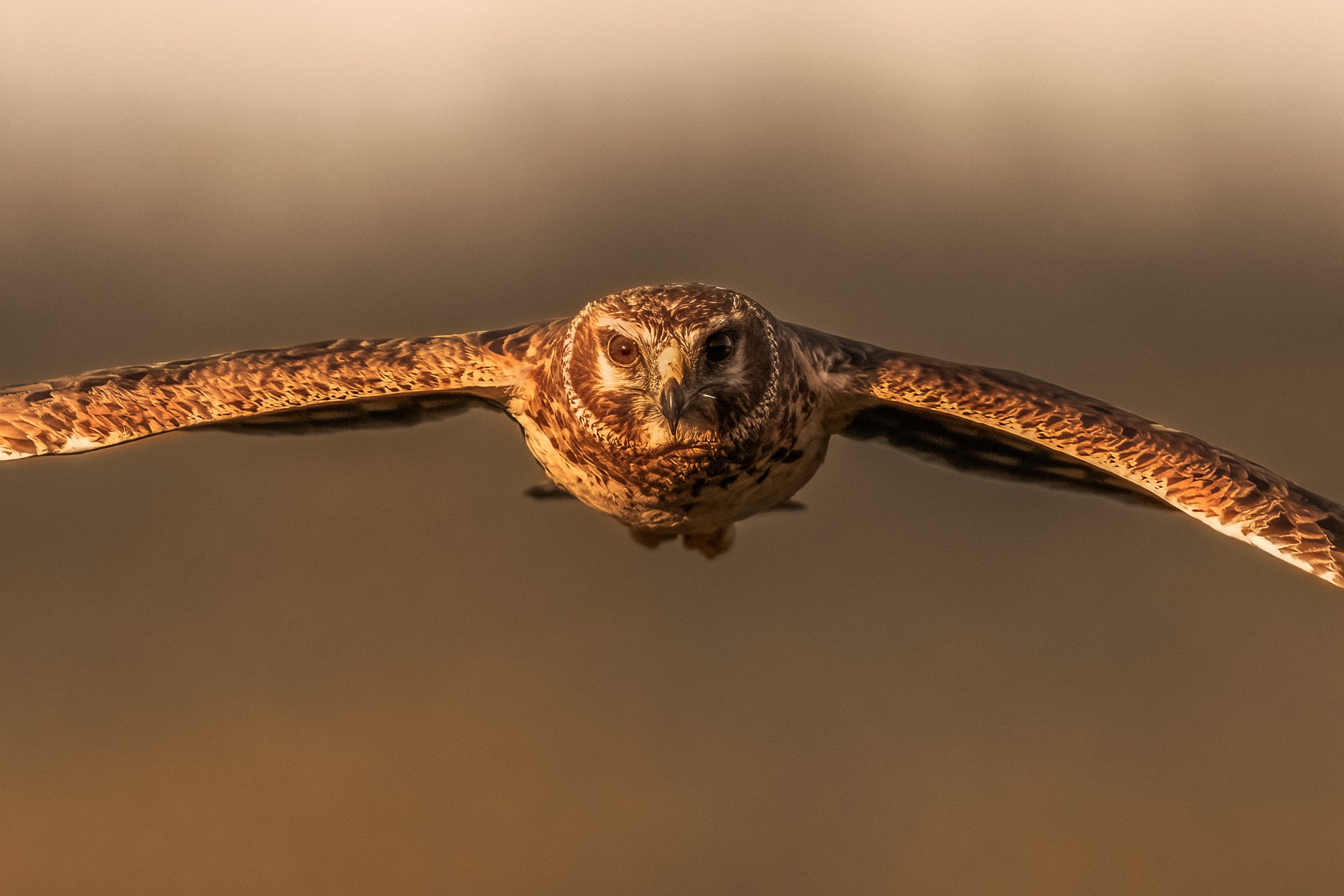 Hen Harrier 005