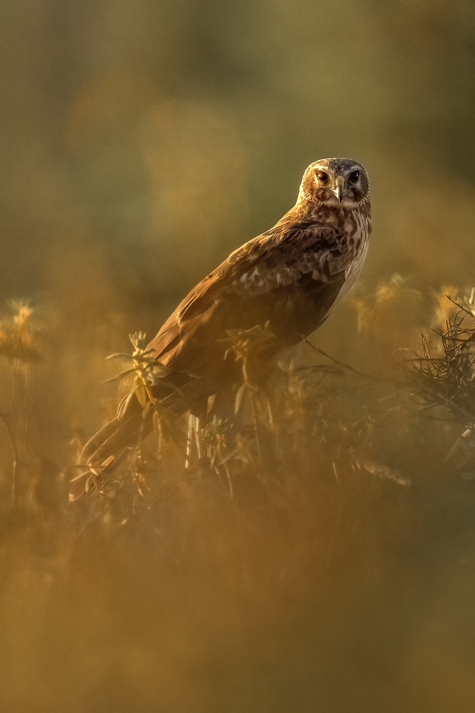 Hen Harrier 006