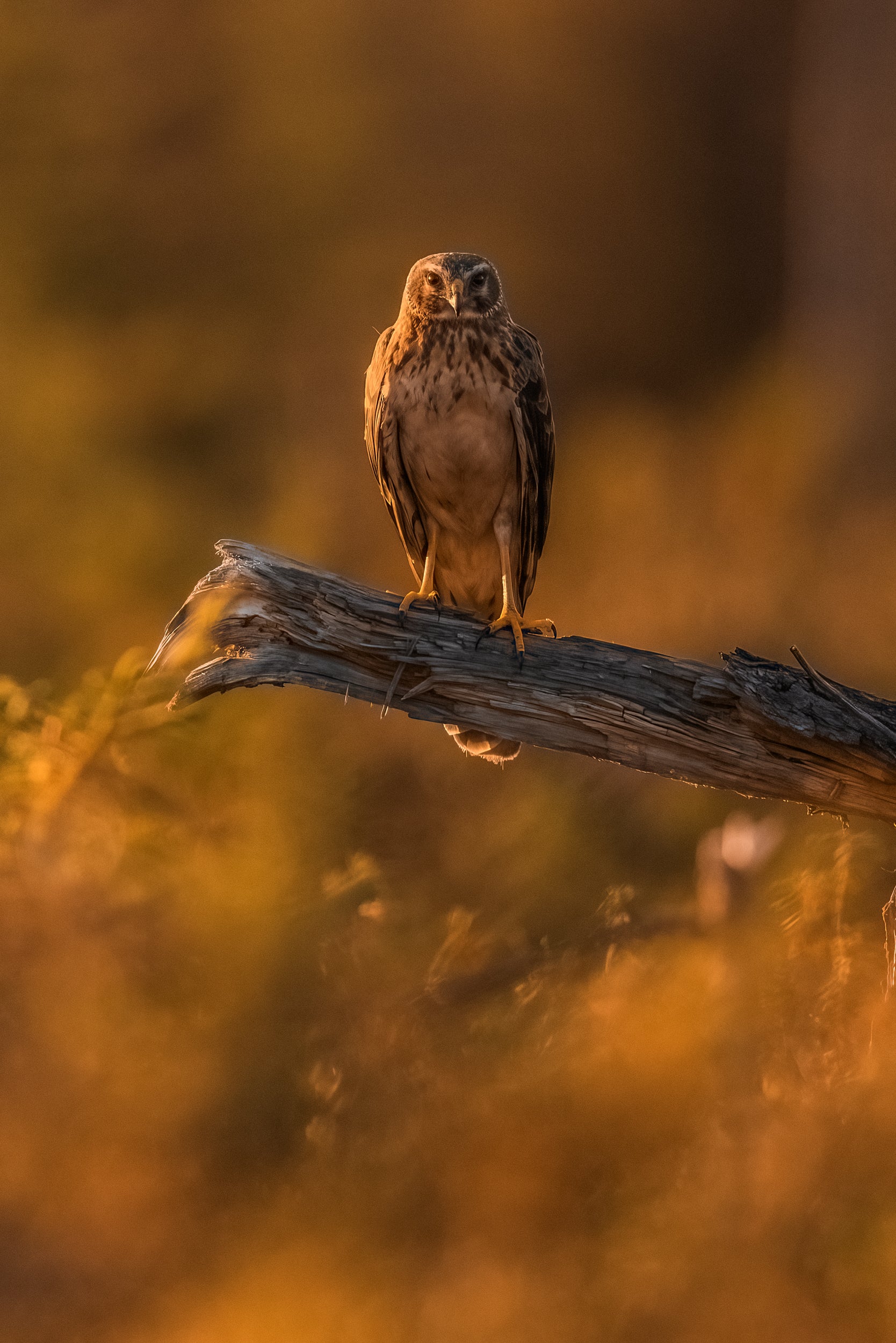 Hen Harrier 007