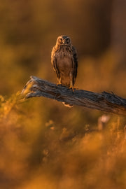 Hen Harrier 007