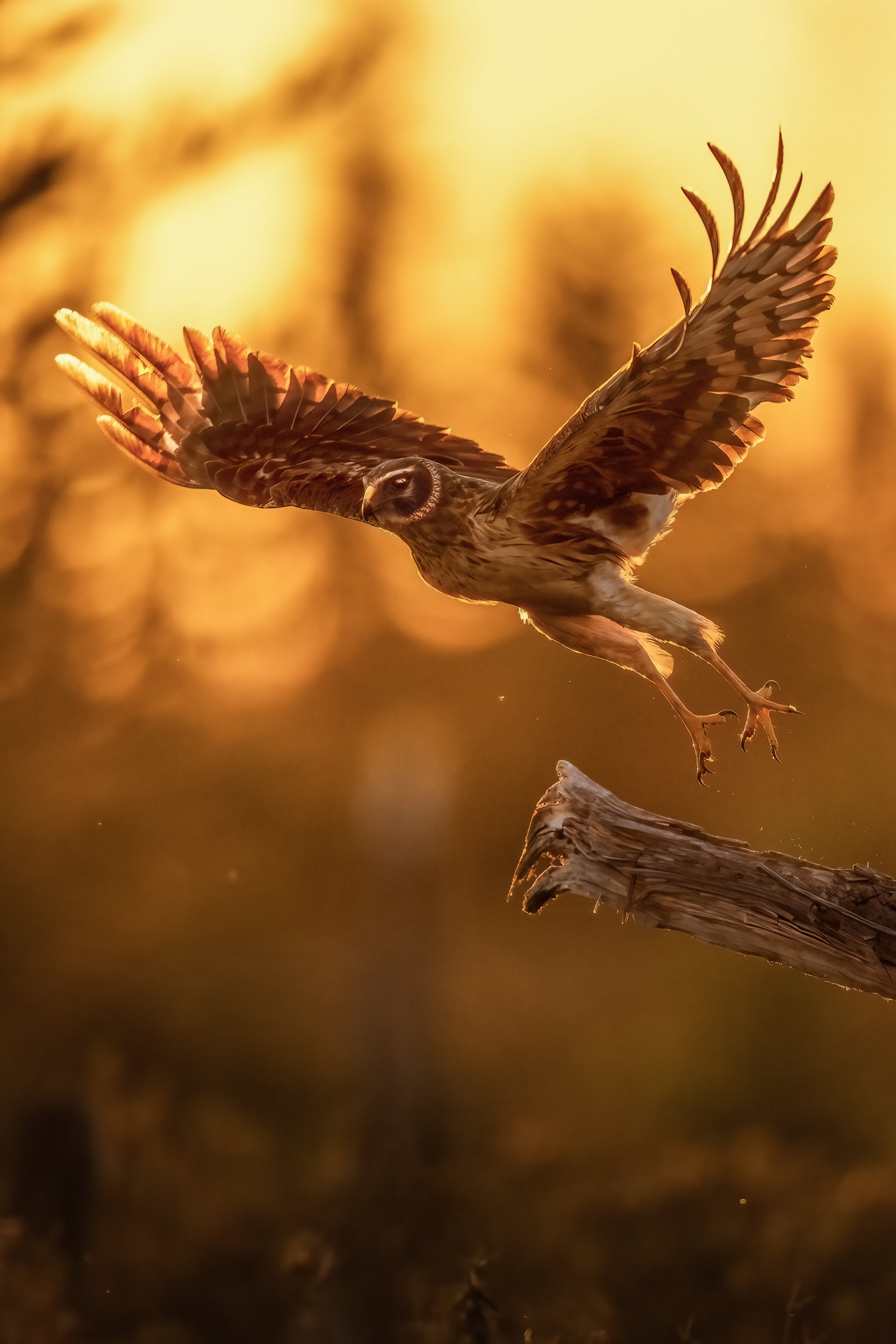 Hen Harrier 009