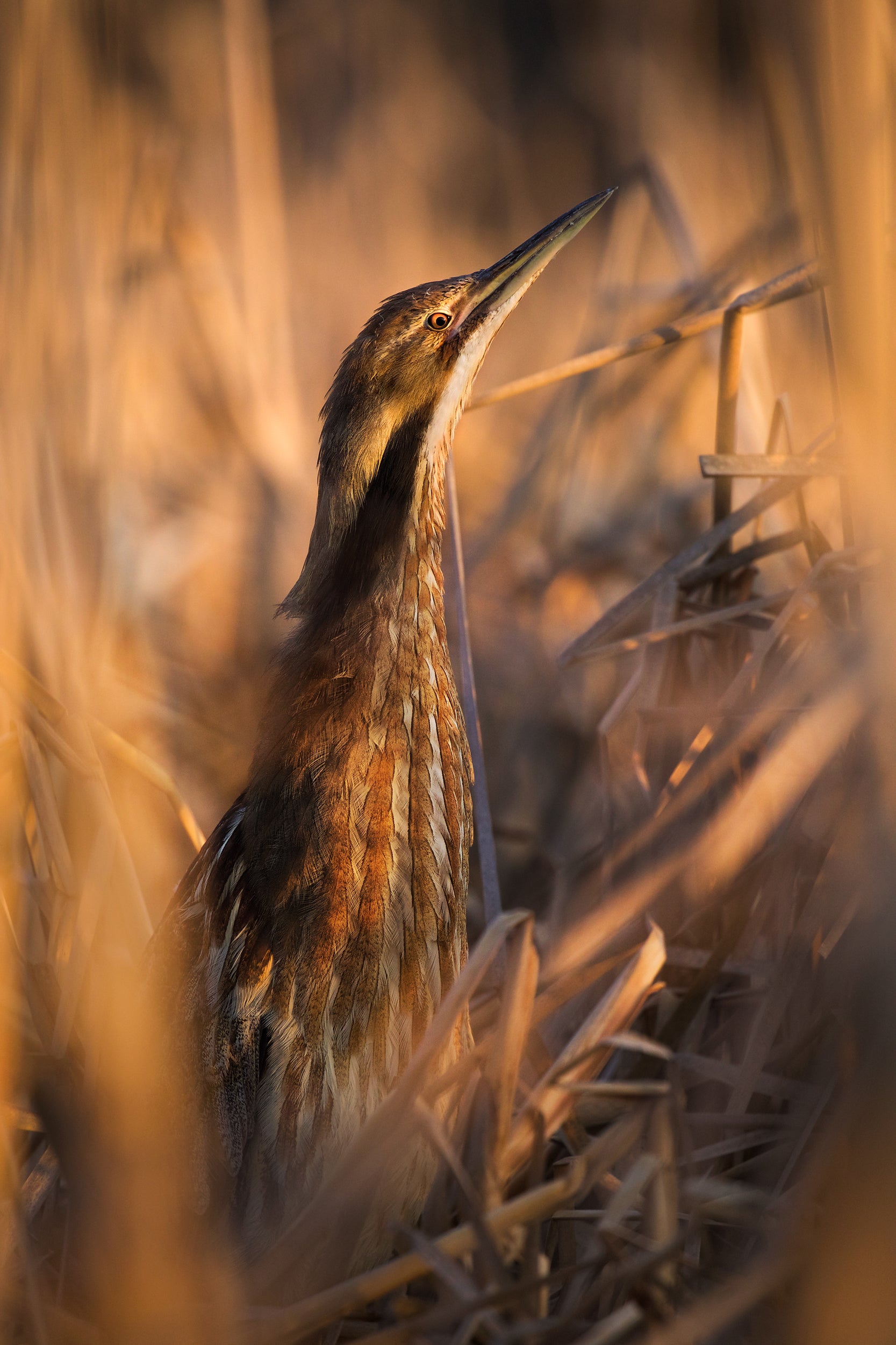 American Bittern 001