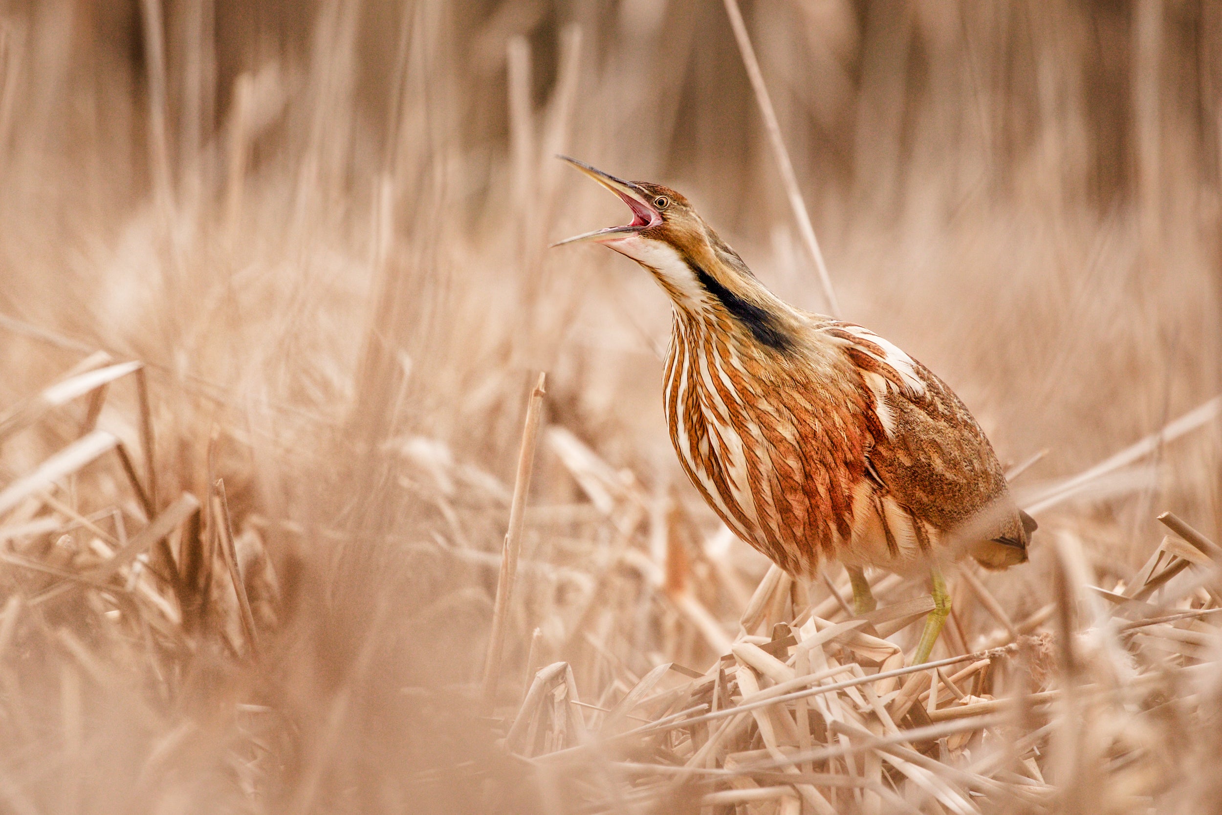 American Bittern 010