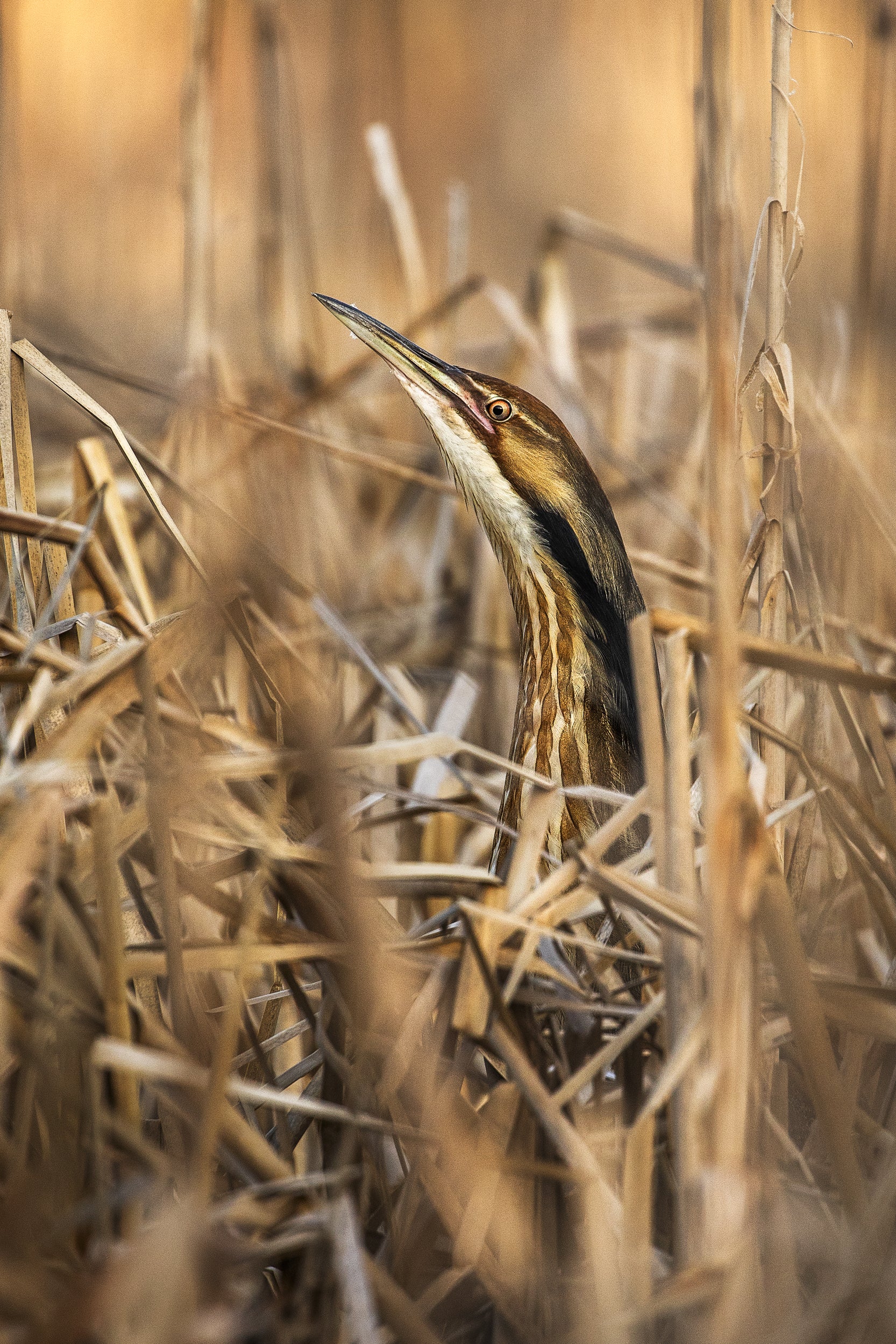 American Bittern 002
