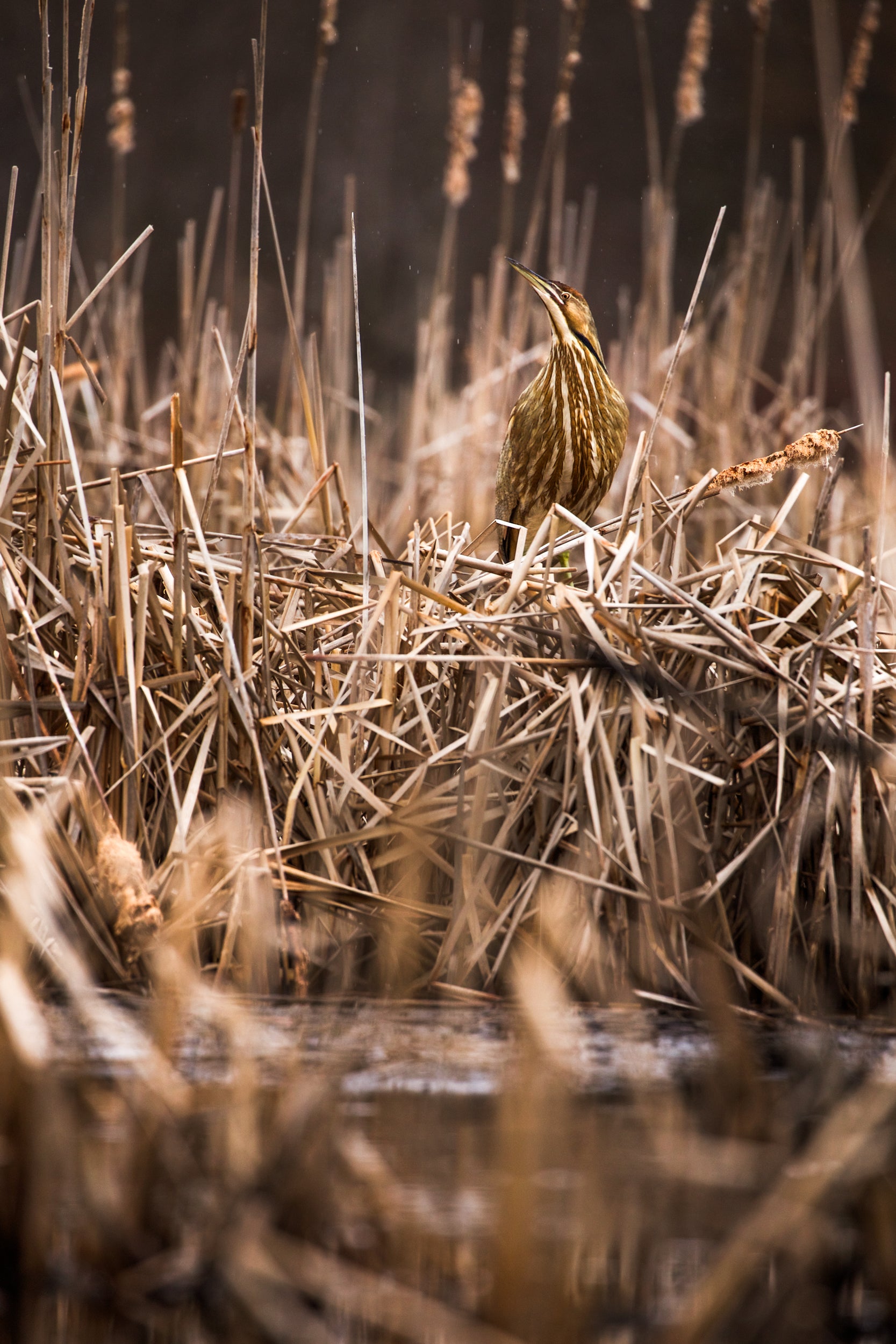 American Bittern 003