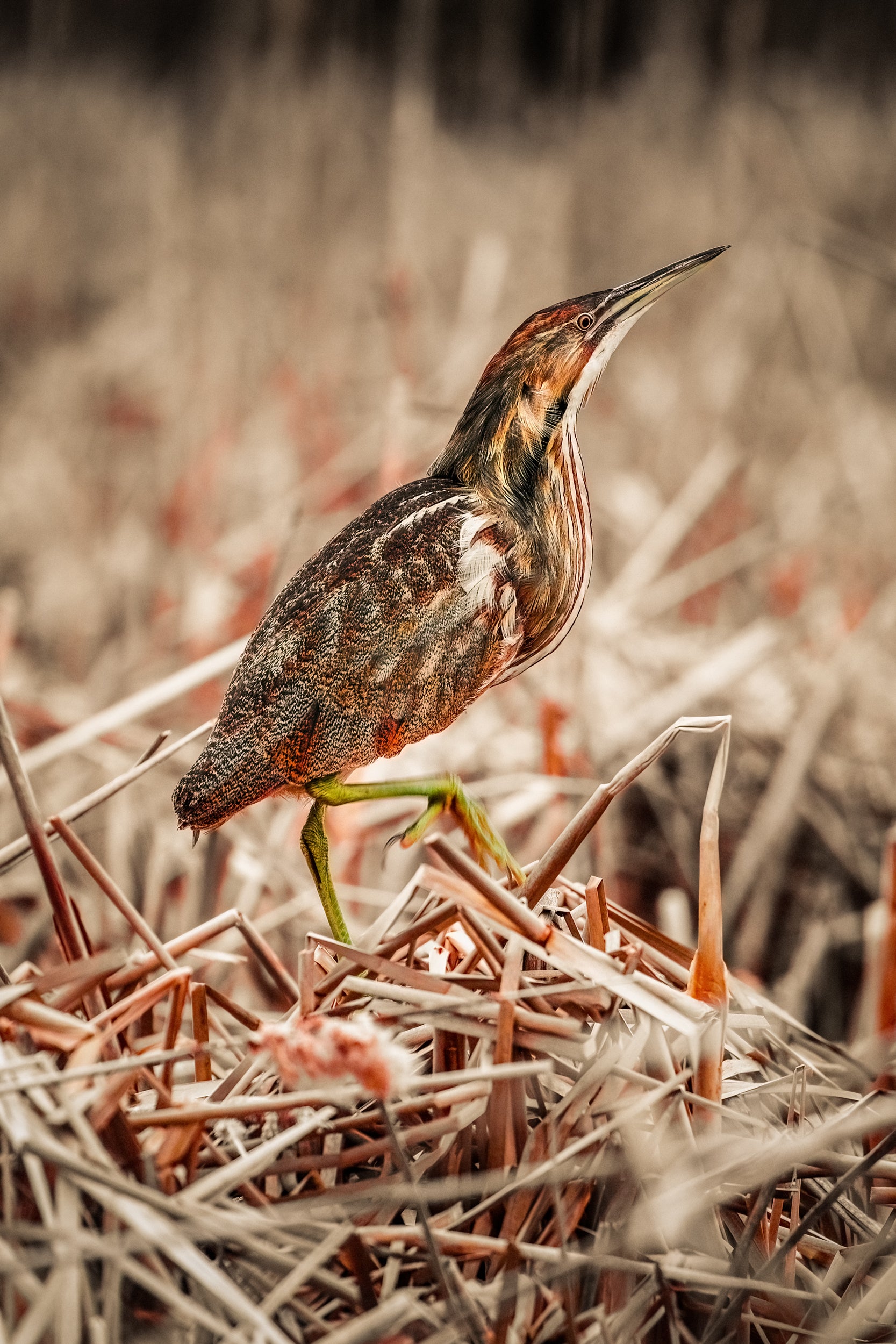 American Bittern 004