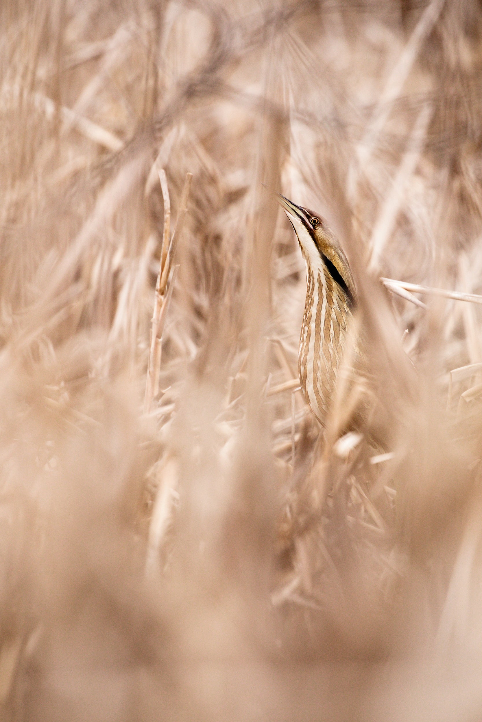 American Bittern 005