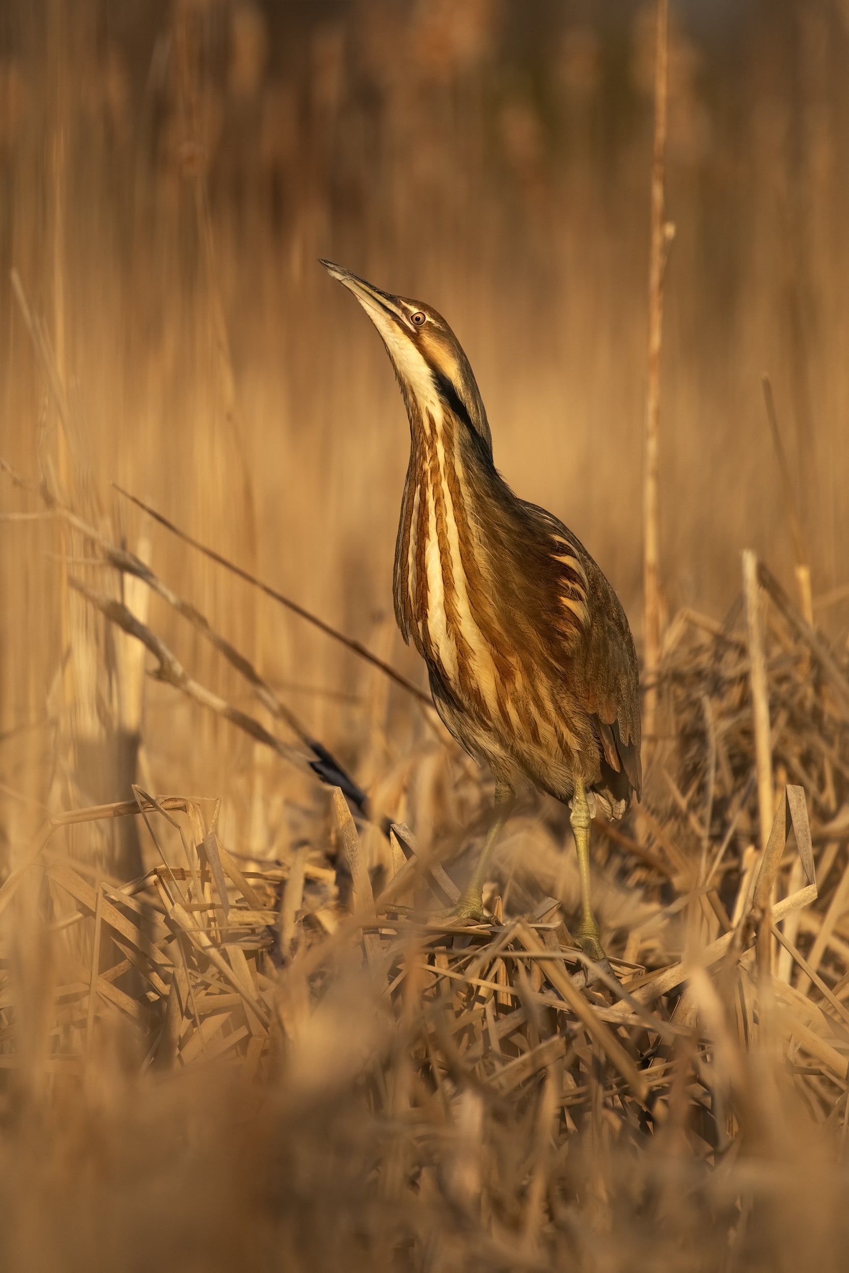 American Bittern 007