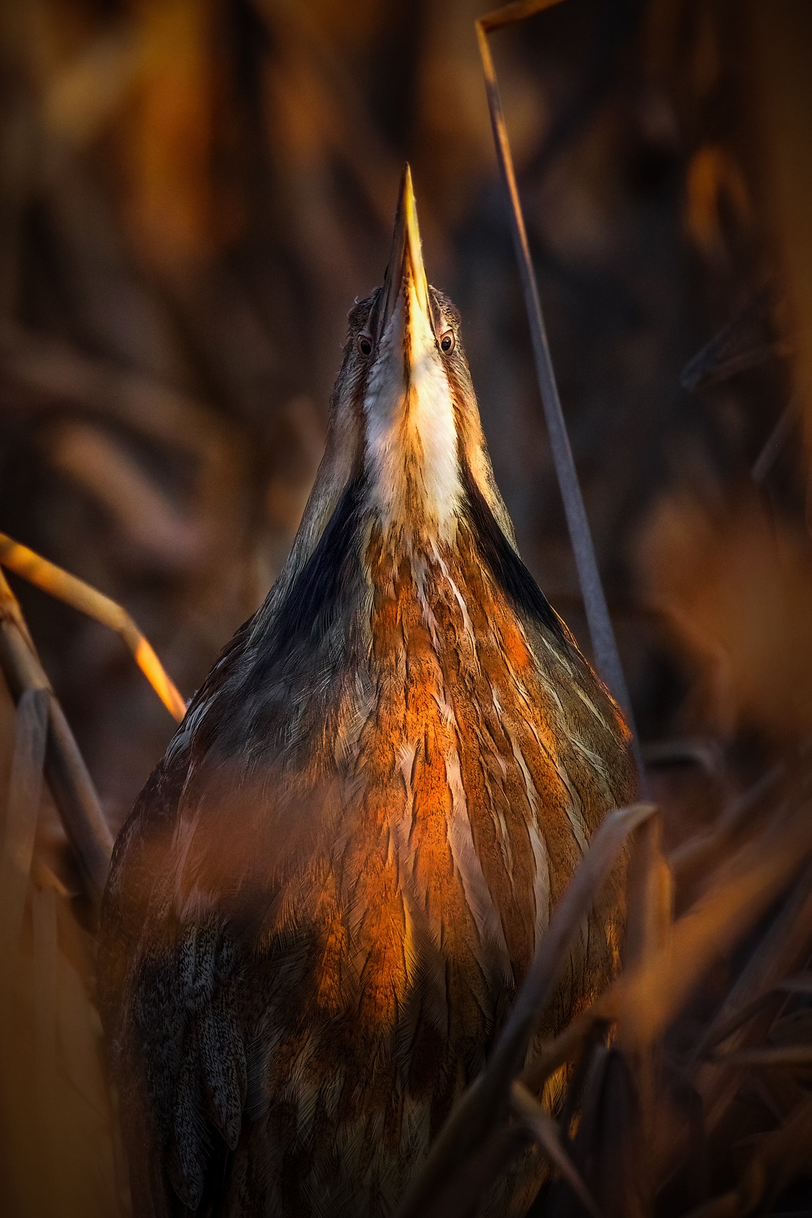 American Bittern 008