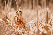 American Bittern 009