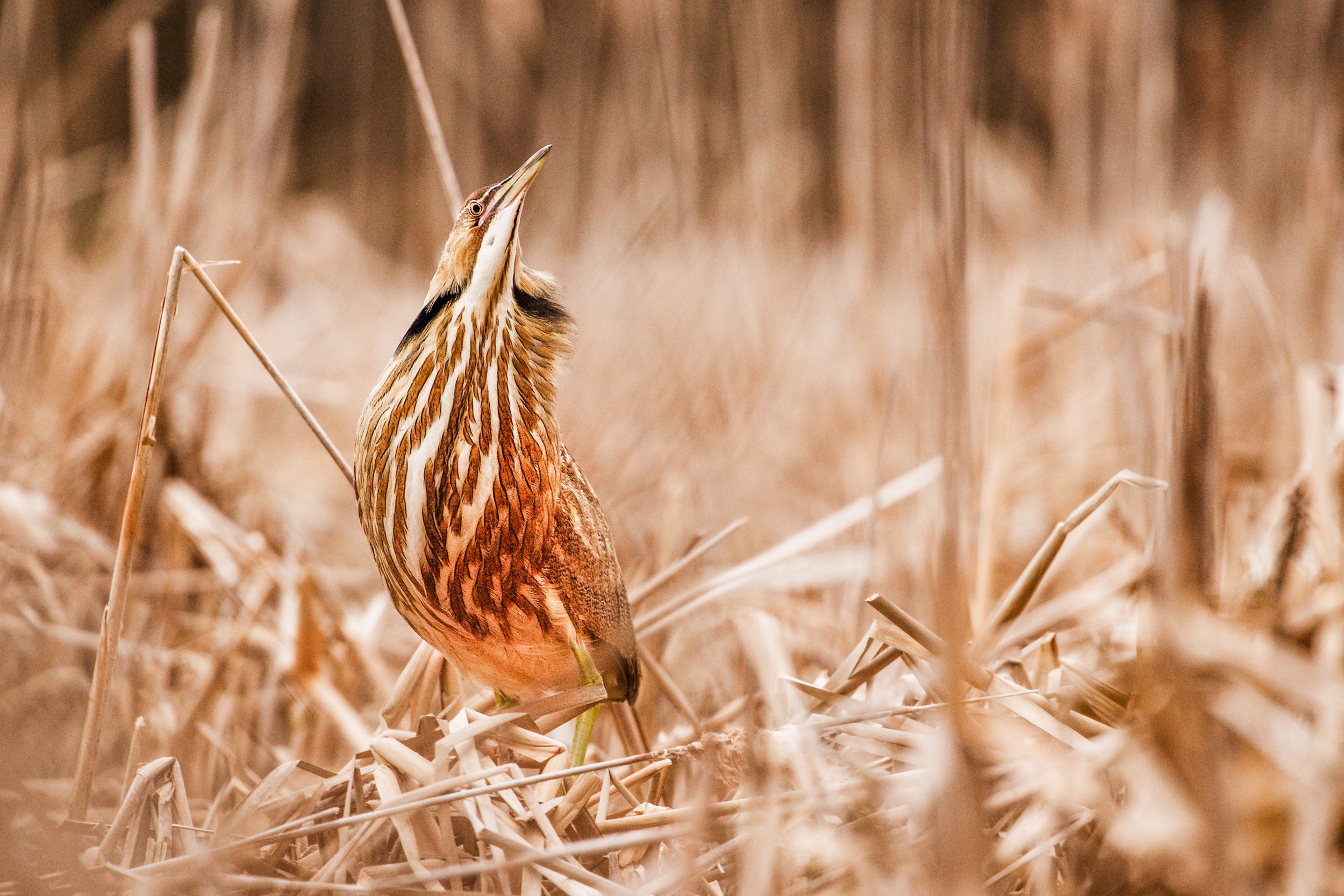 American Bittern 009