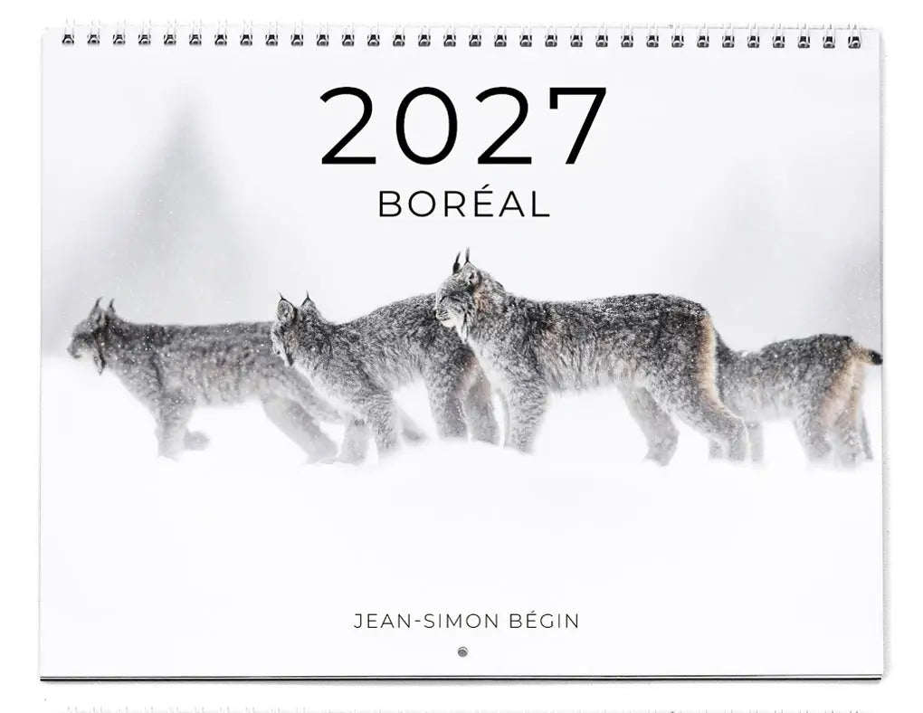 Calendrier régulier - Boréal Jean-Simon Bégin - Photographe Animalier et Artiste Peintre