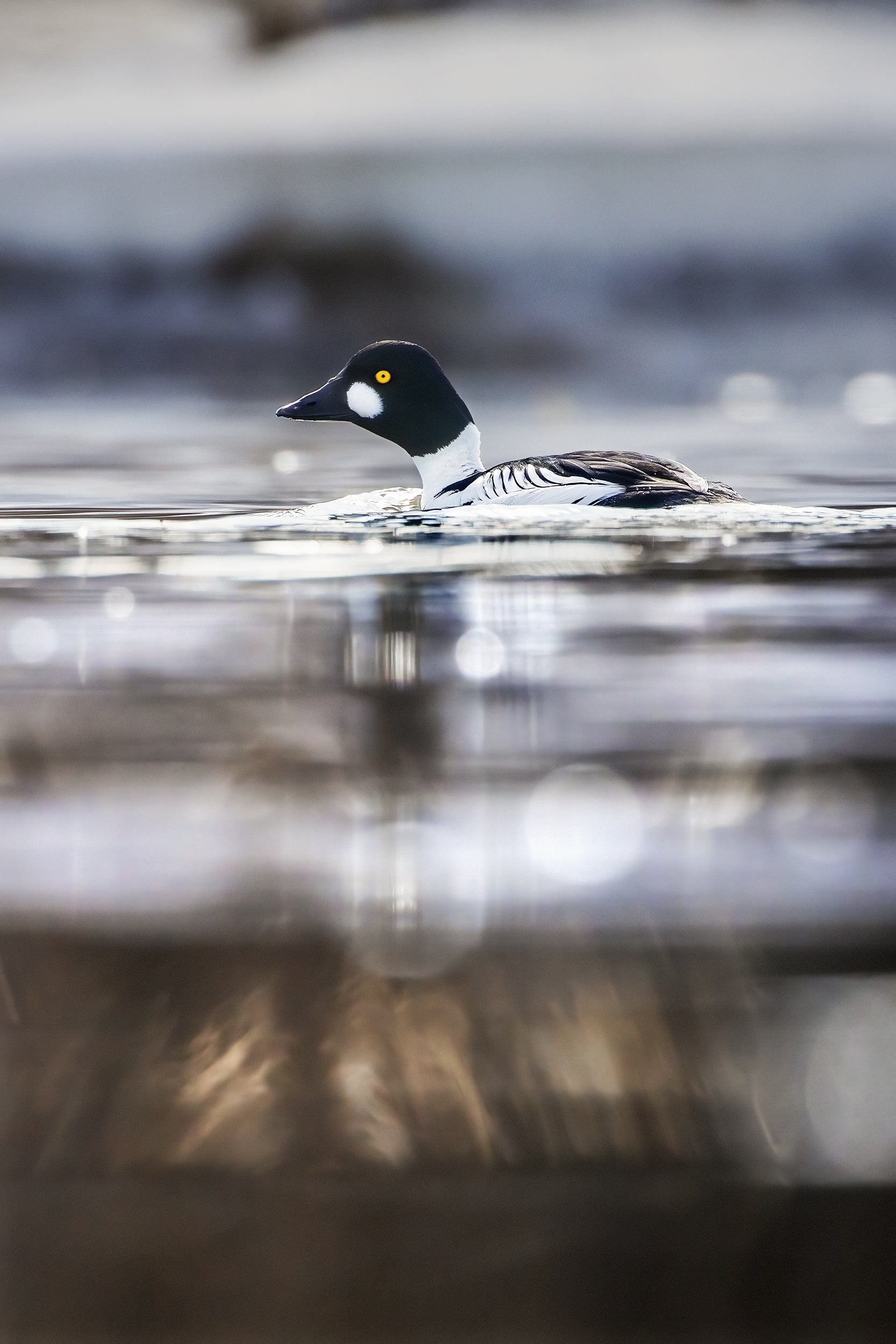 Ducks 003