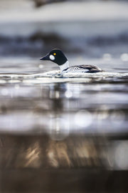 Canards 003