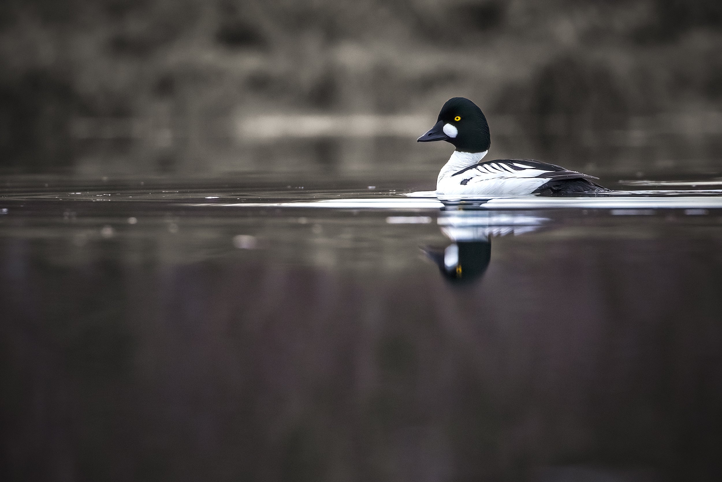 Ducks 006
