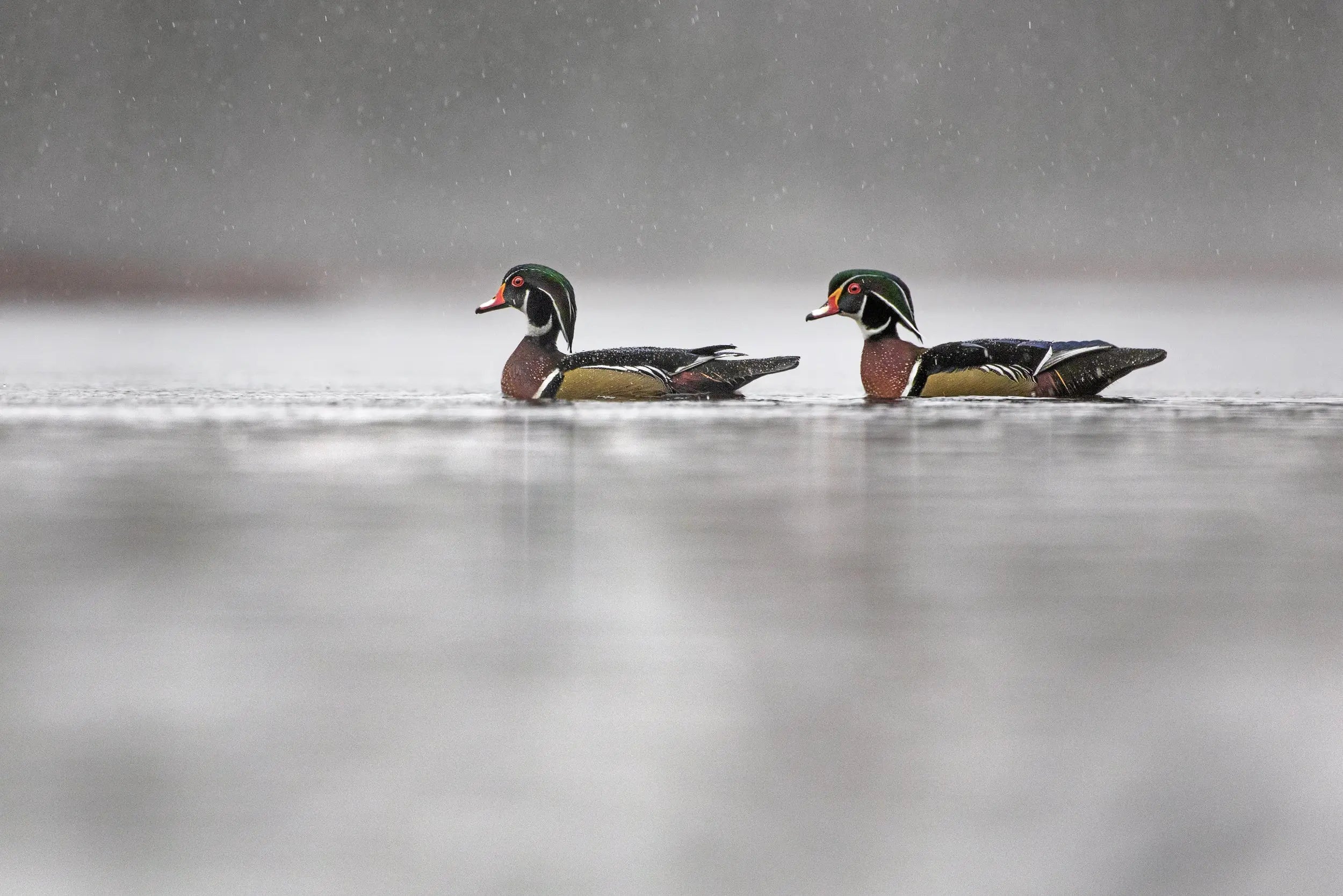 Canards 010 – Jean-Simon Bégin - Photographe Animalier et Artiste Peintre