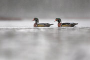 Canards 010