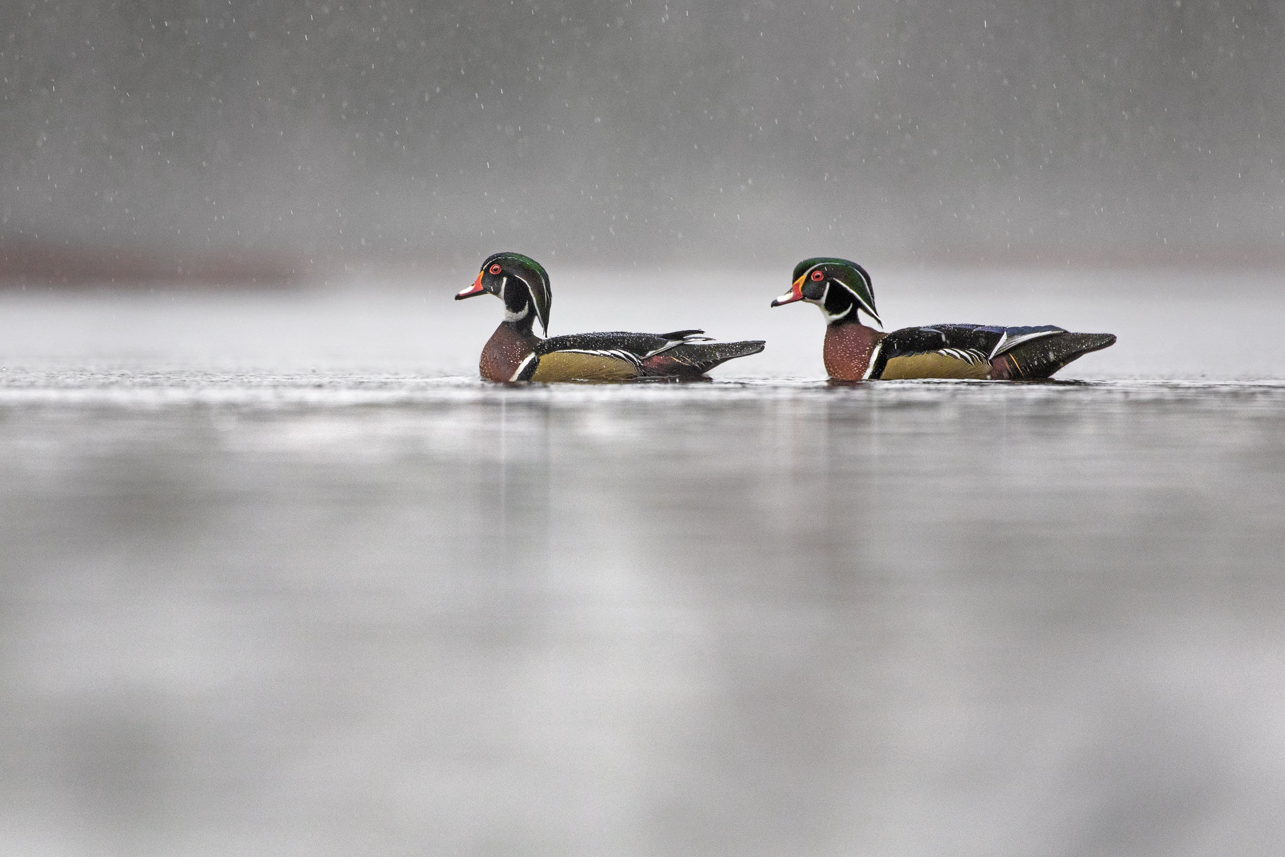 Ducks 010