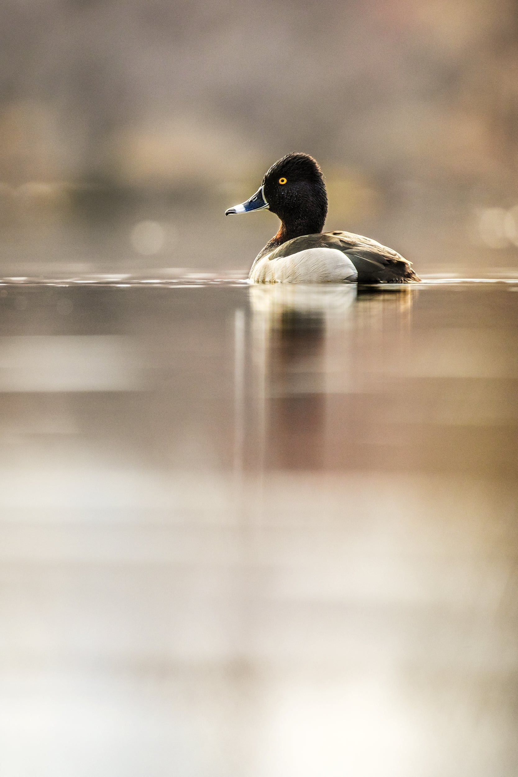 Ducks 011