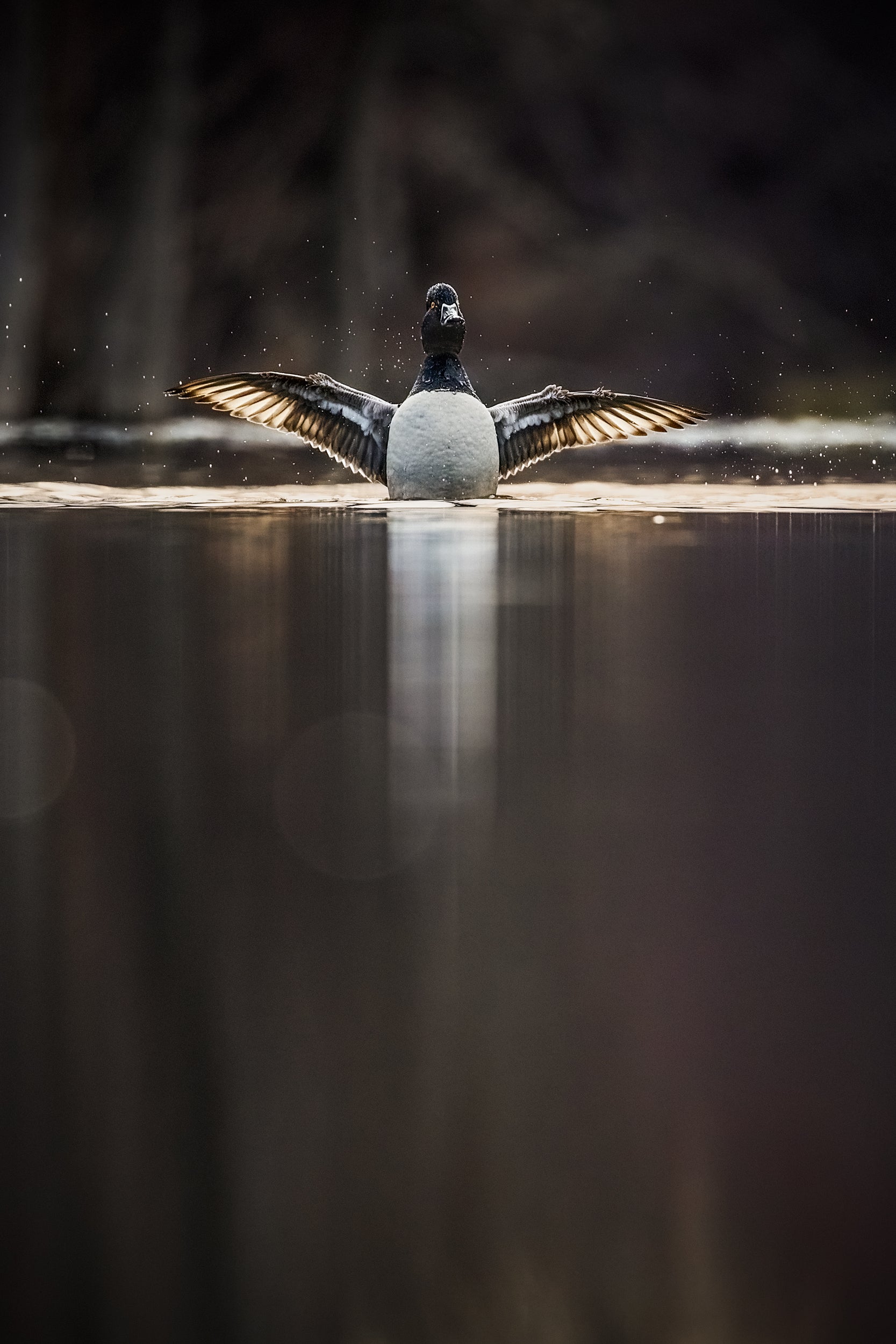 Ducks 015