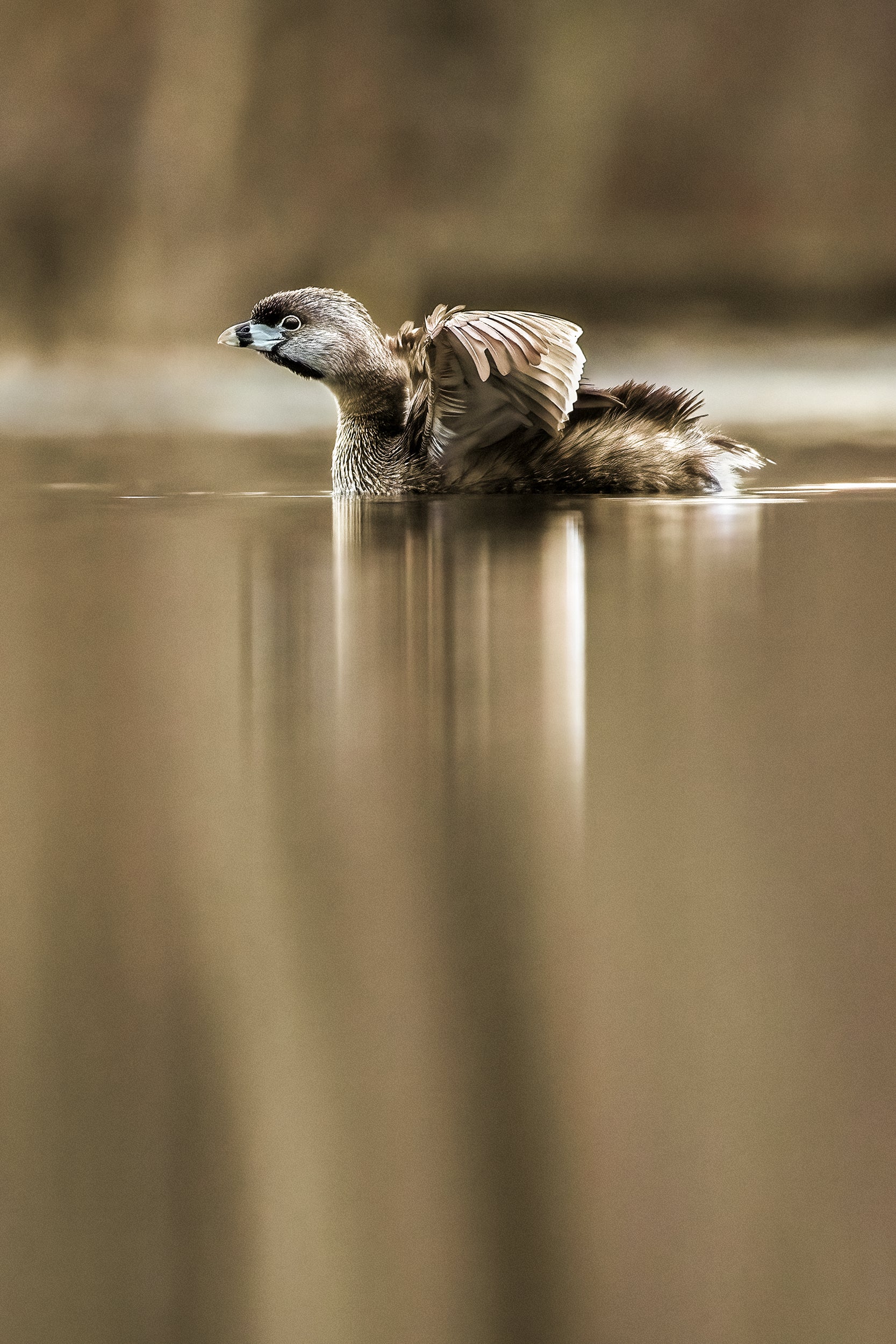 Ducks 016