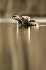 Canards 016