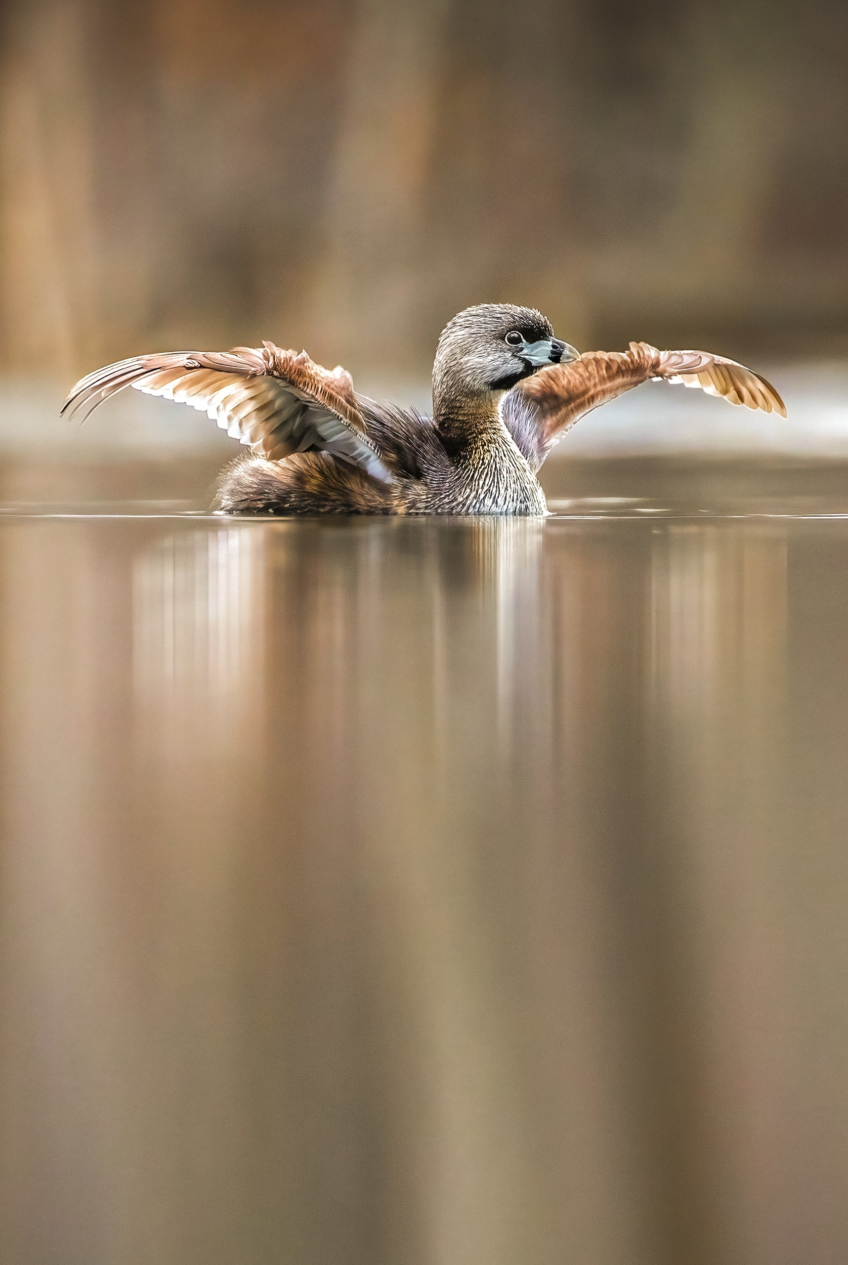 Ducks 017