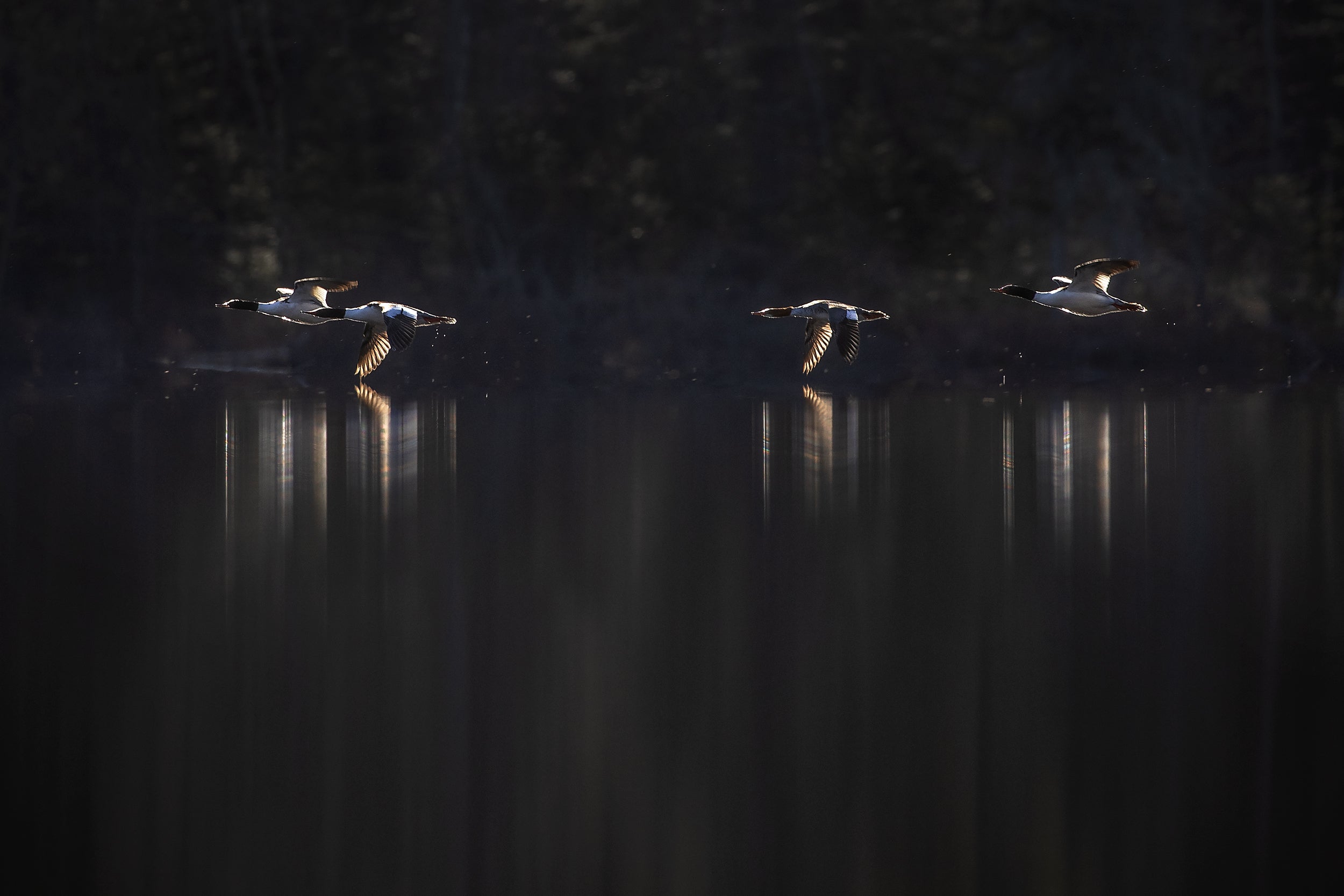 Ducks 018