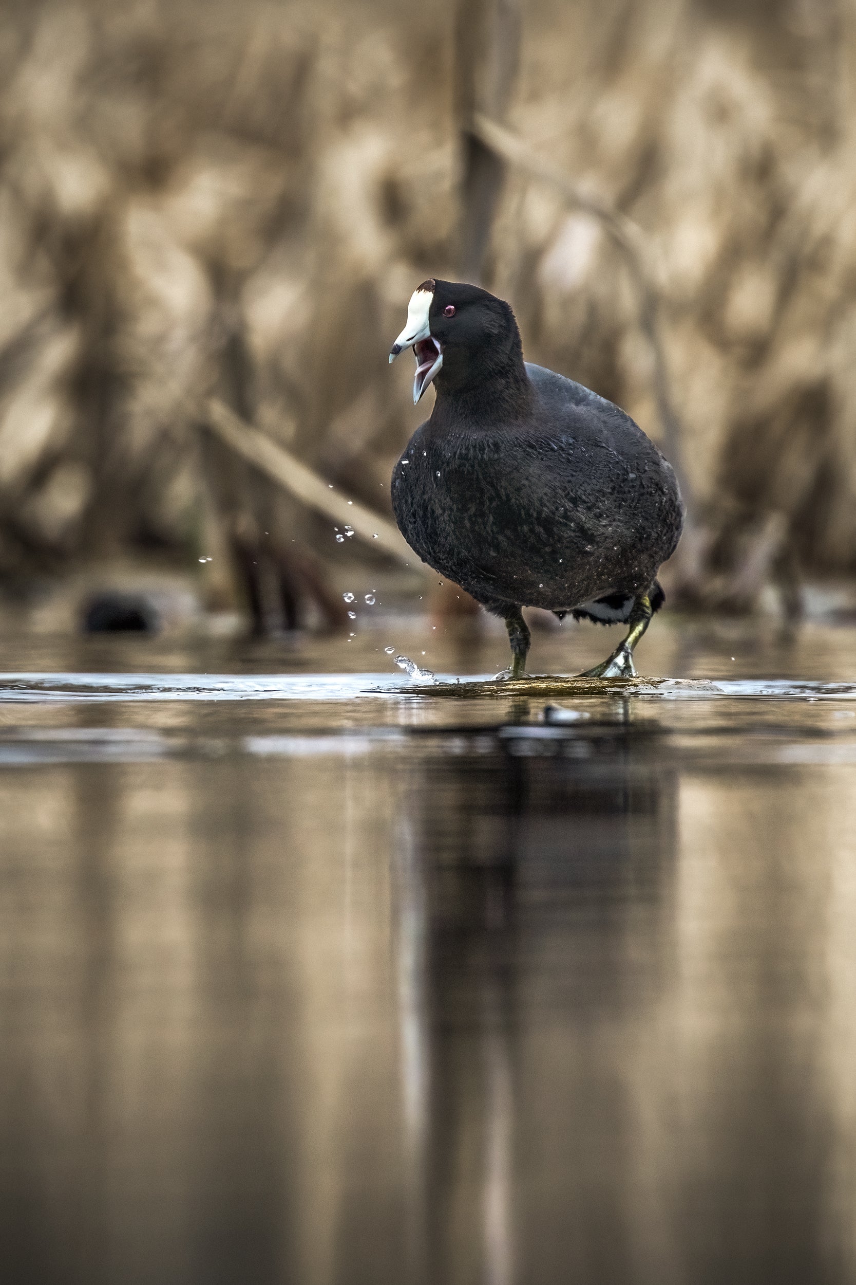 Ducks 019