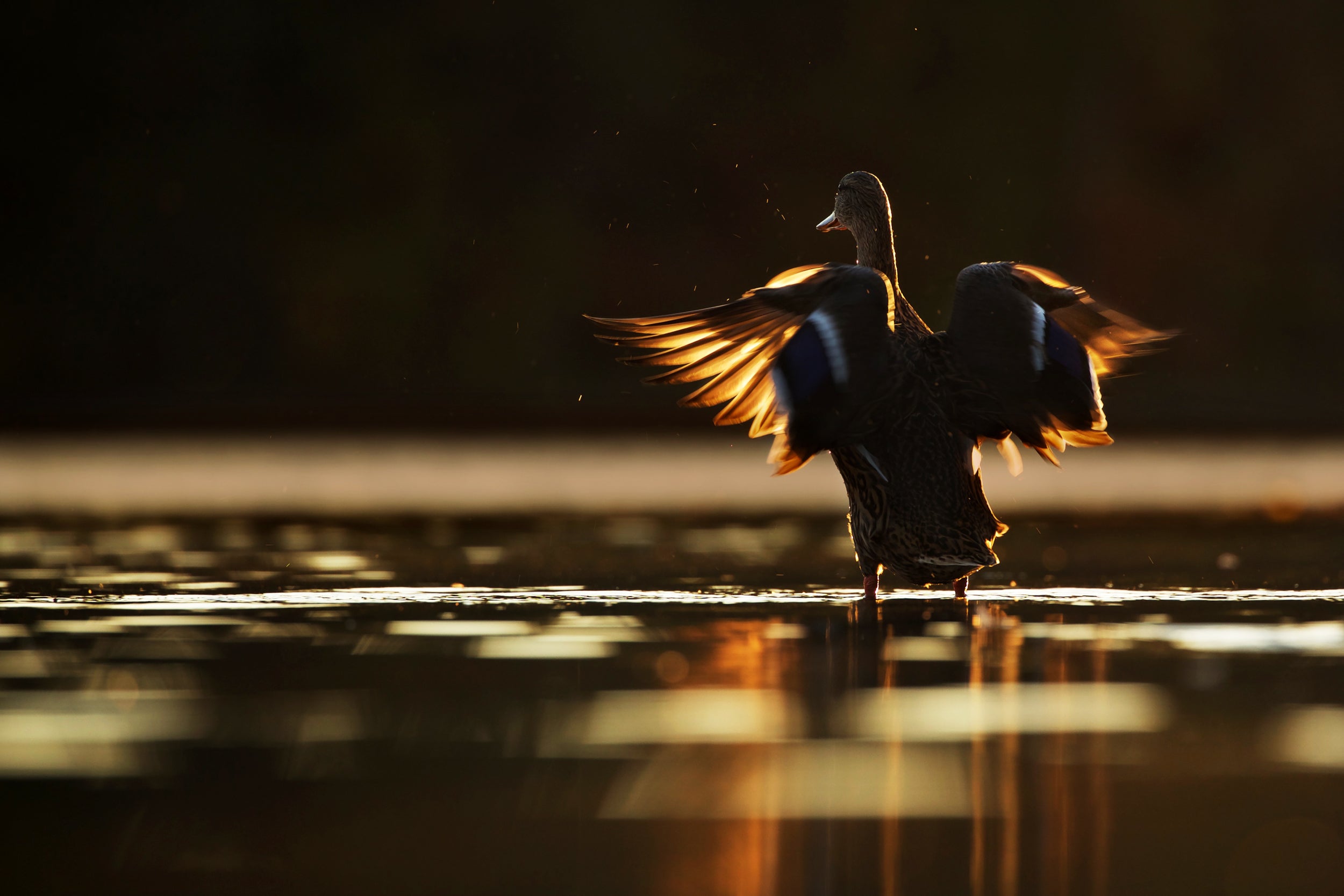 Ducks 021