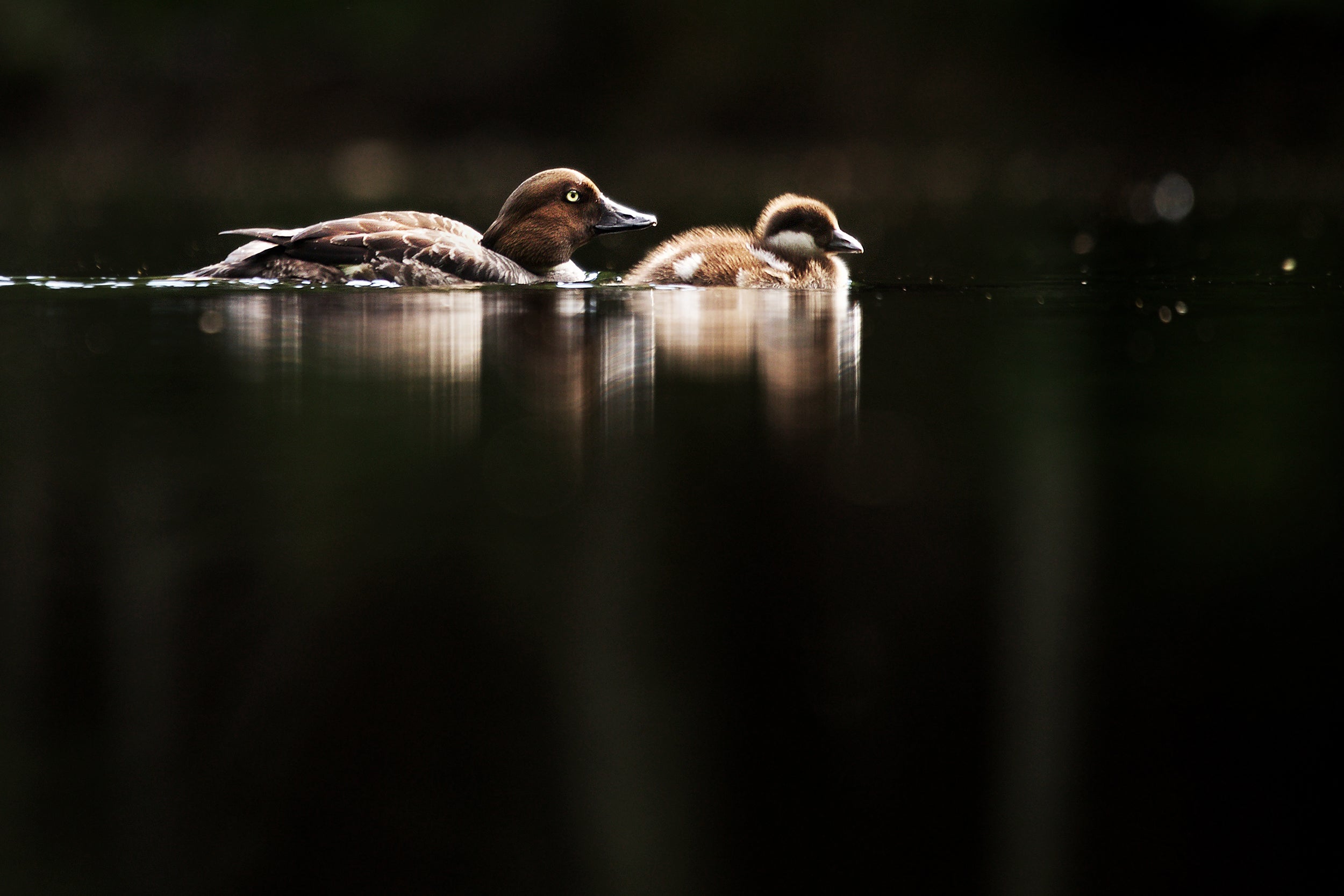 Ducks 022