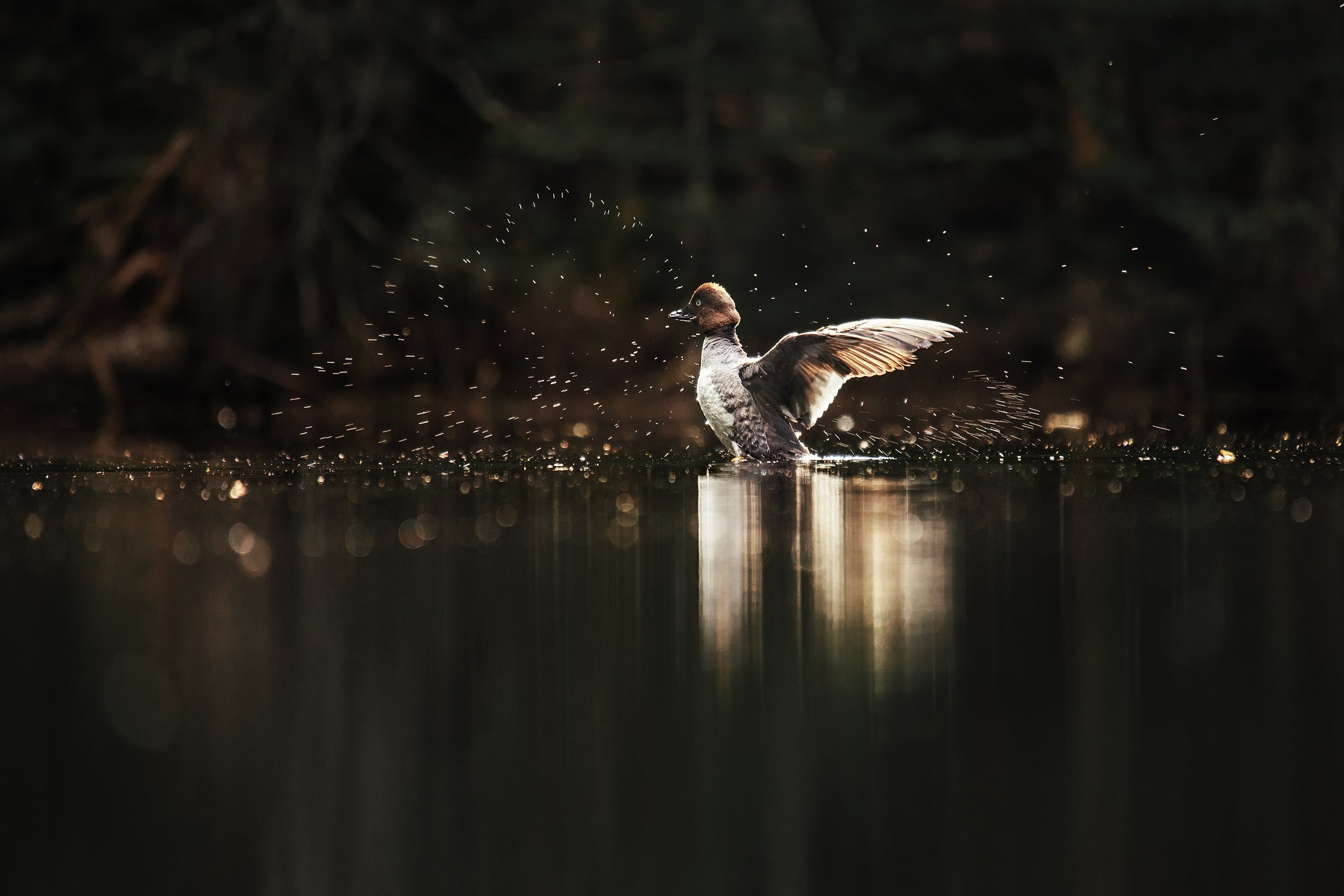 Ducks 023