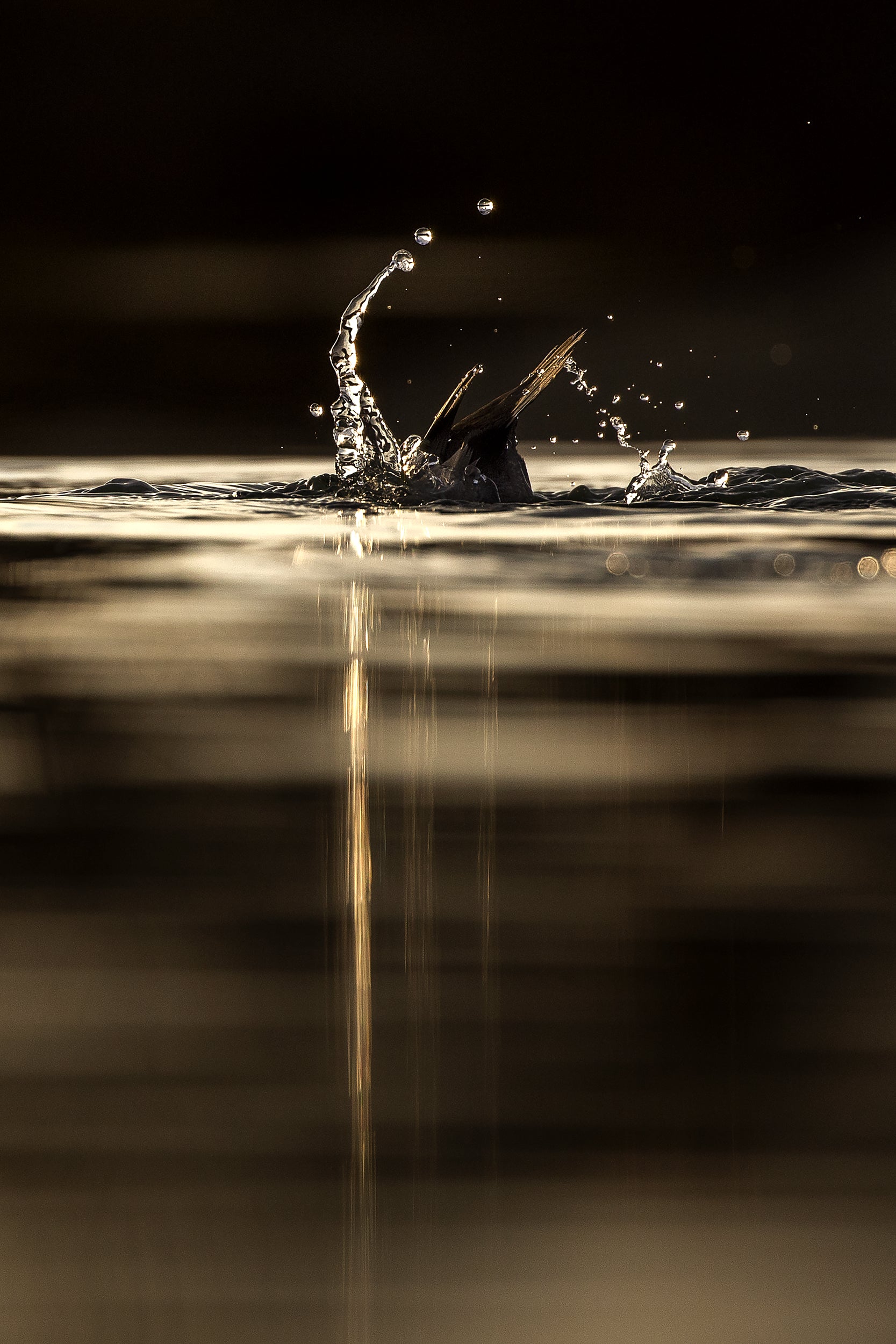 Ducks 024