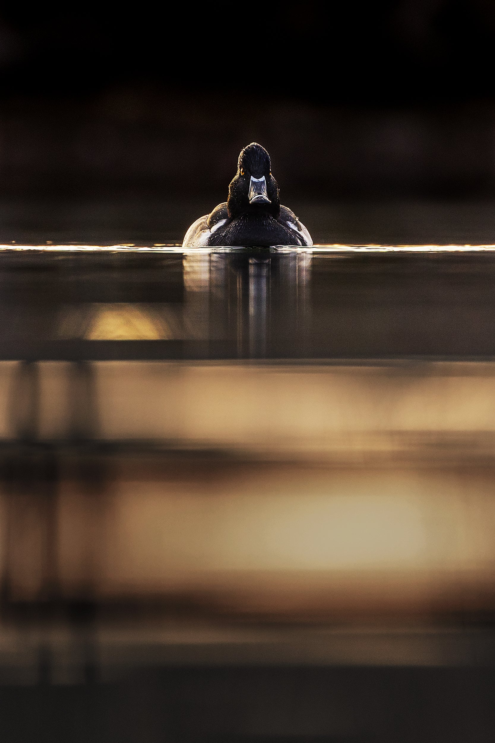 Ducks 026