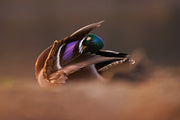 Canards 027