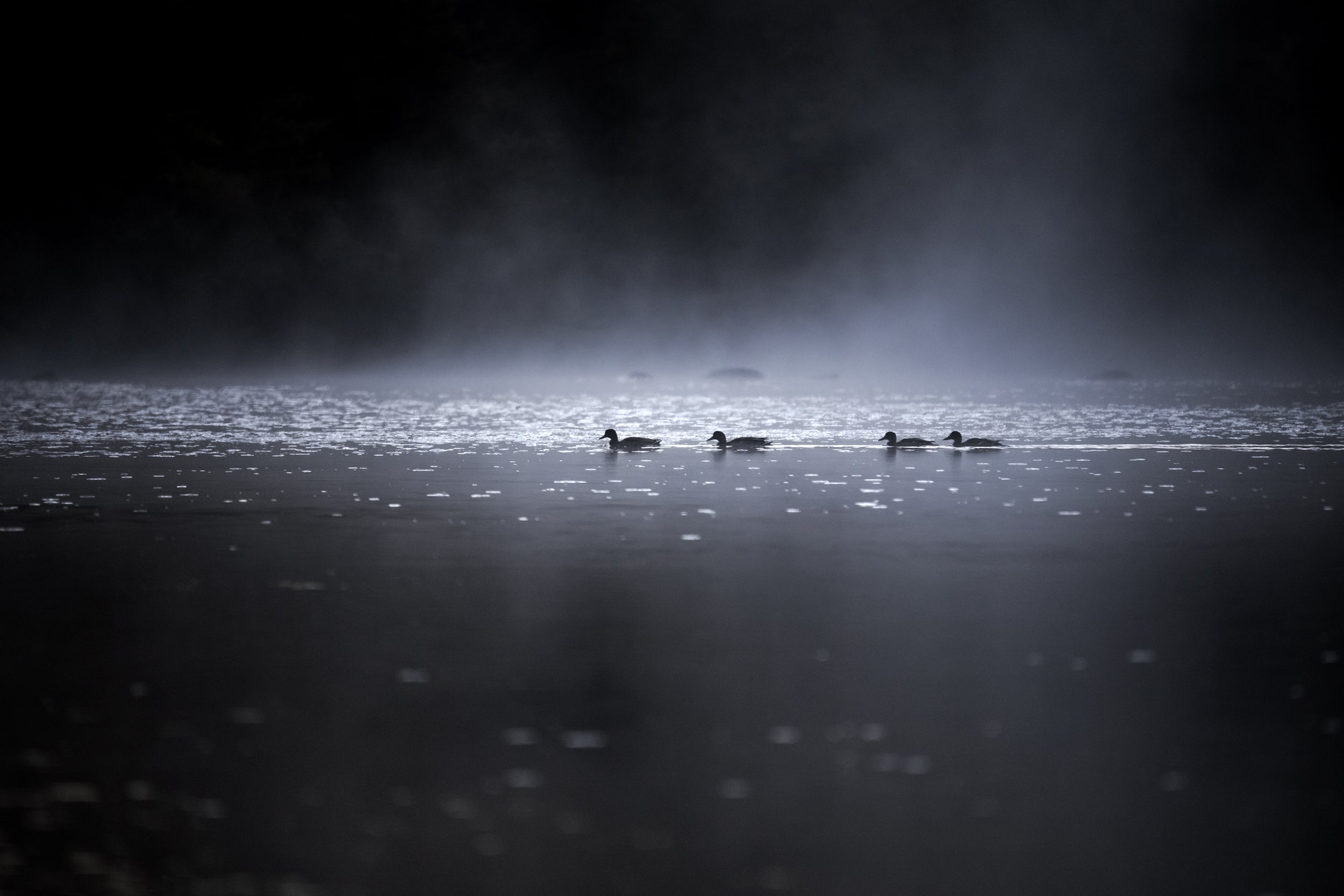 Ducks 028