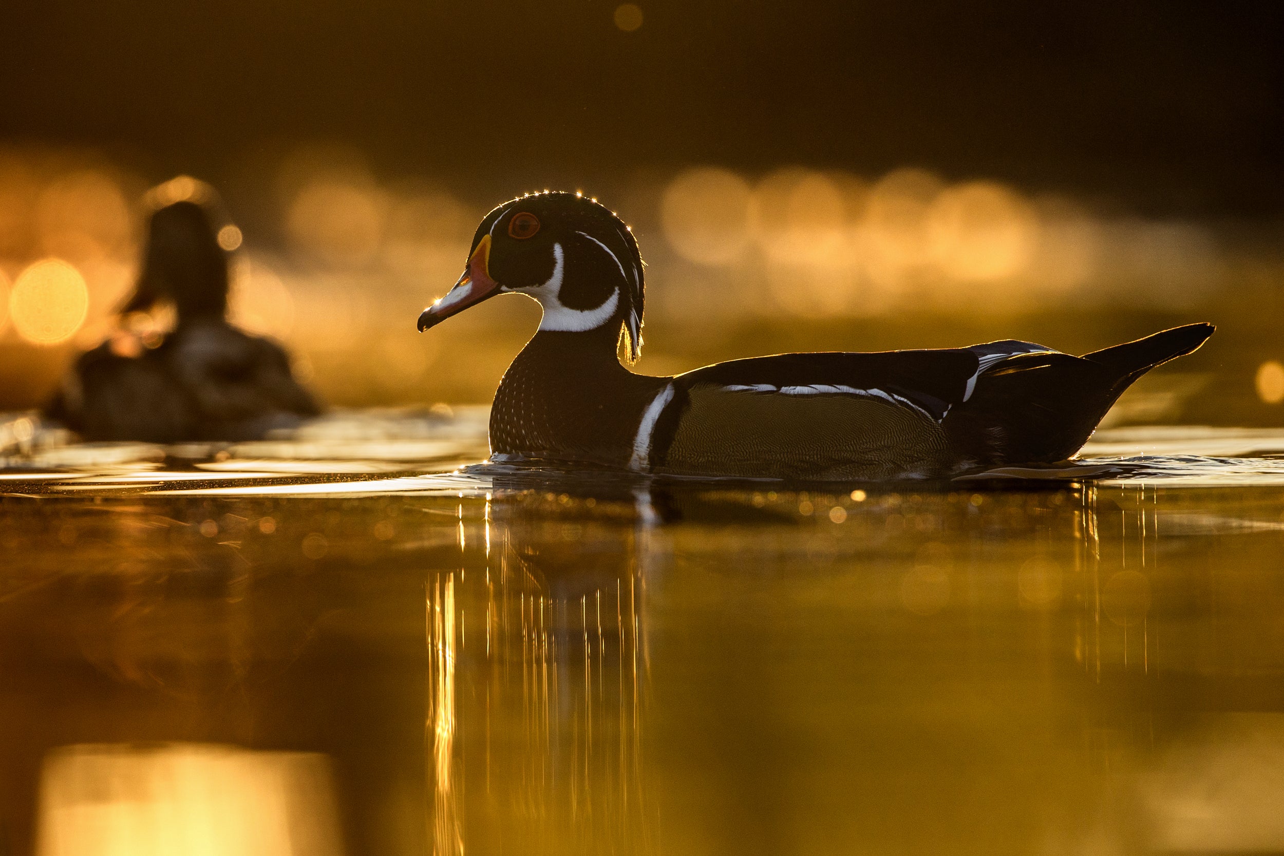 Ducks 029