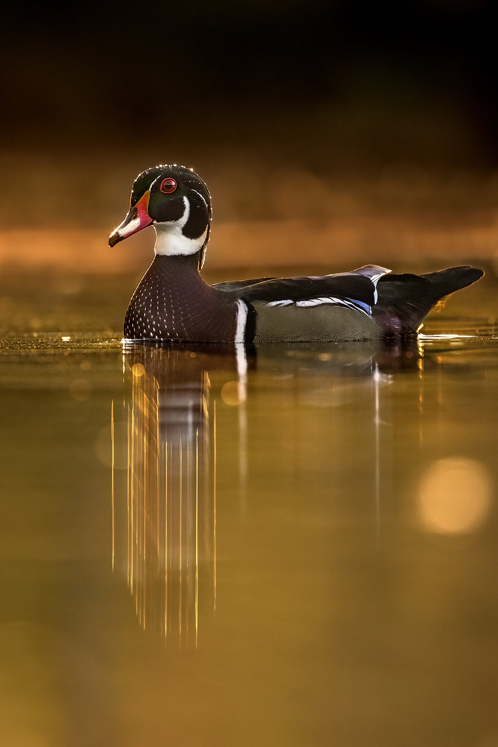 Ducks 030