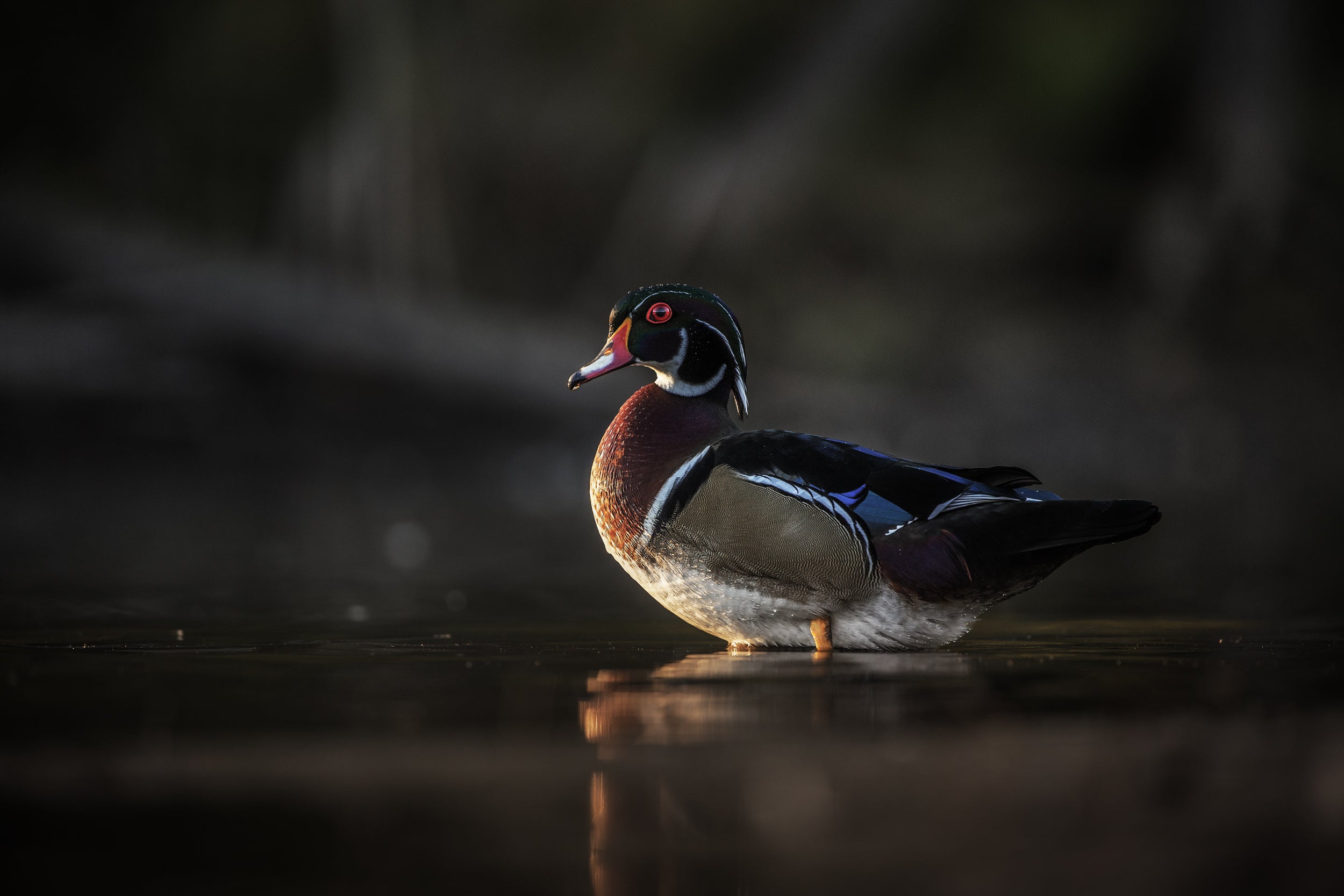 Ducks 031