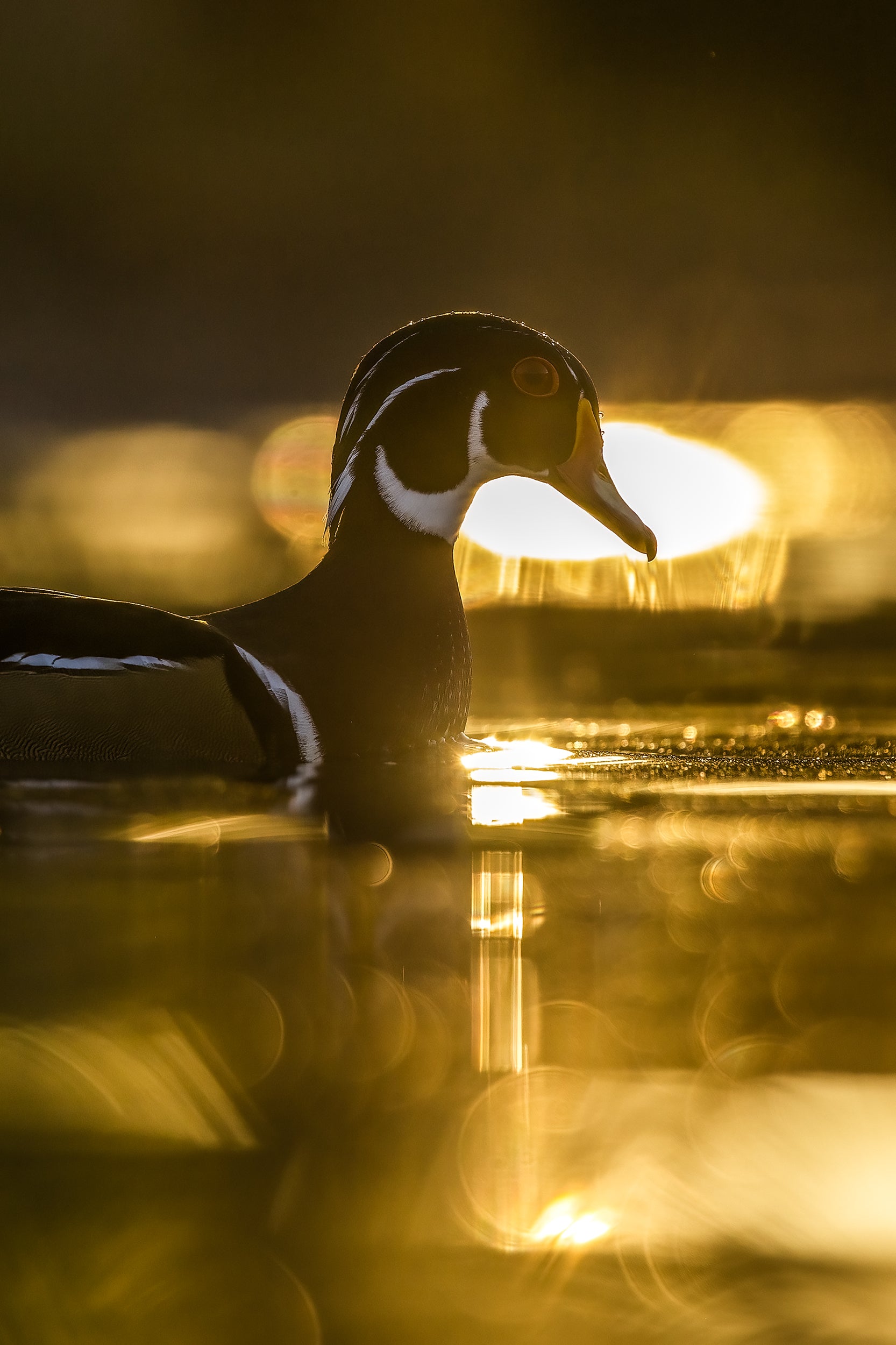Ducks 032