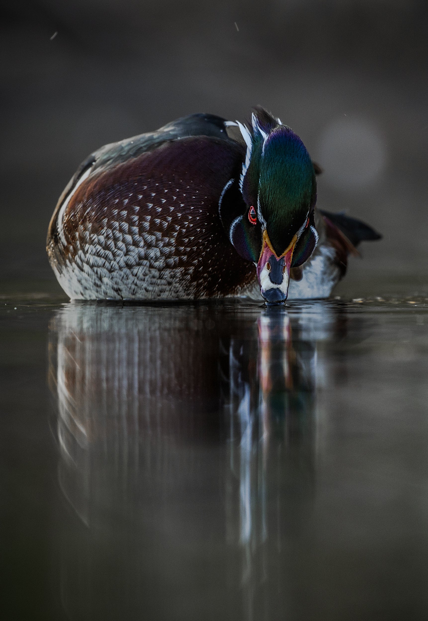 Ducks 033