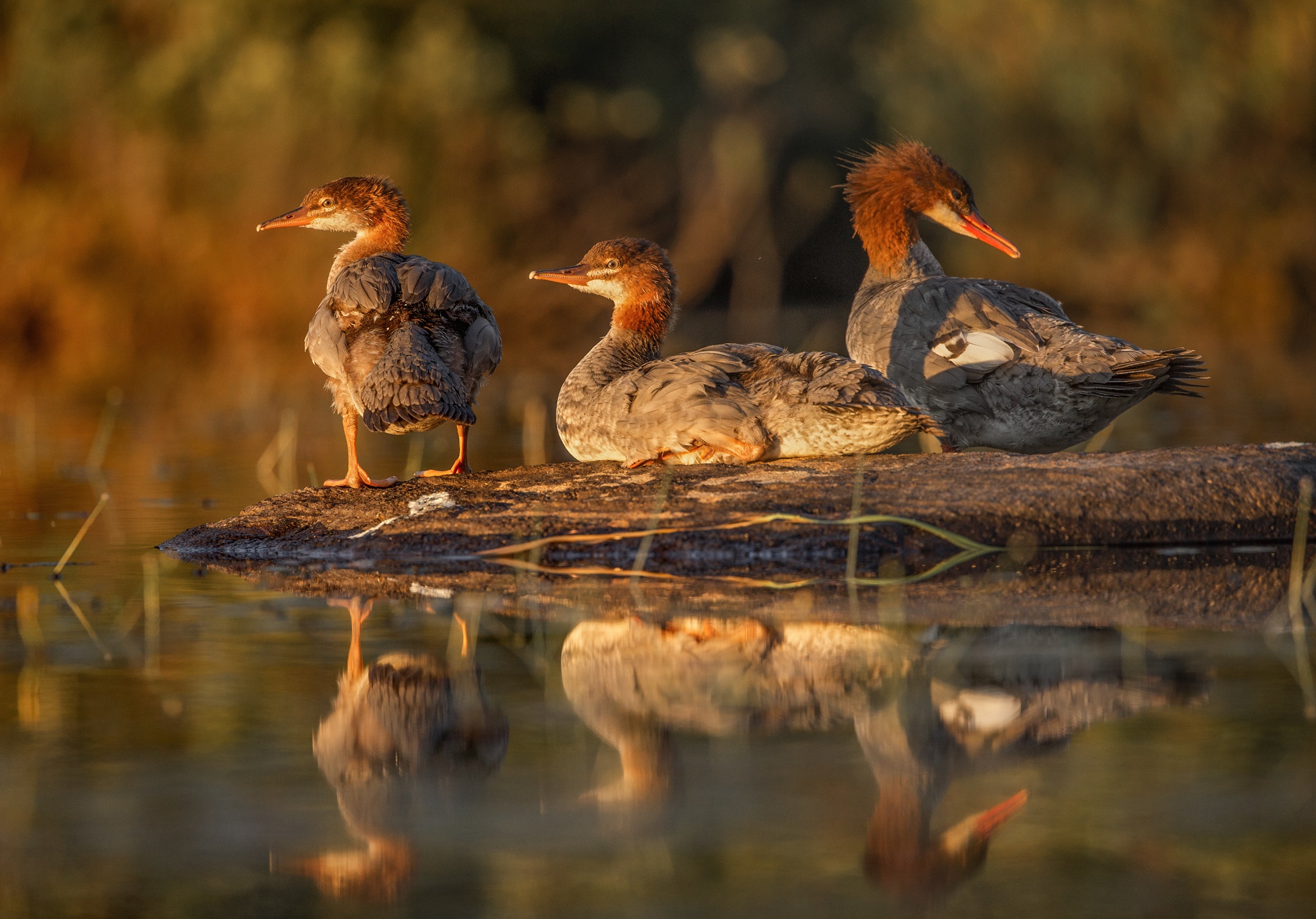 Ducks 034