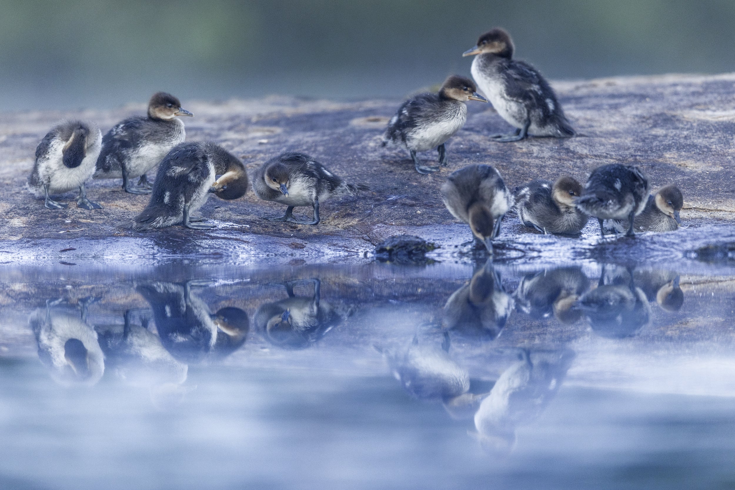 Ducks 035
