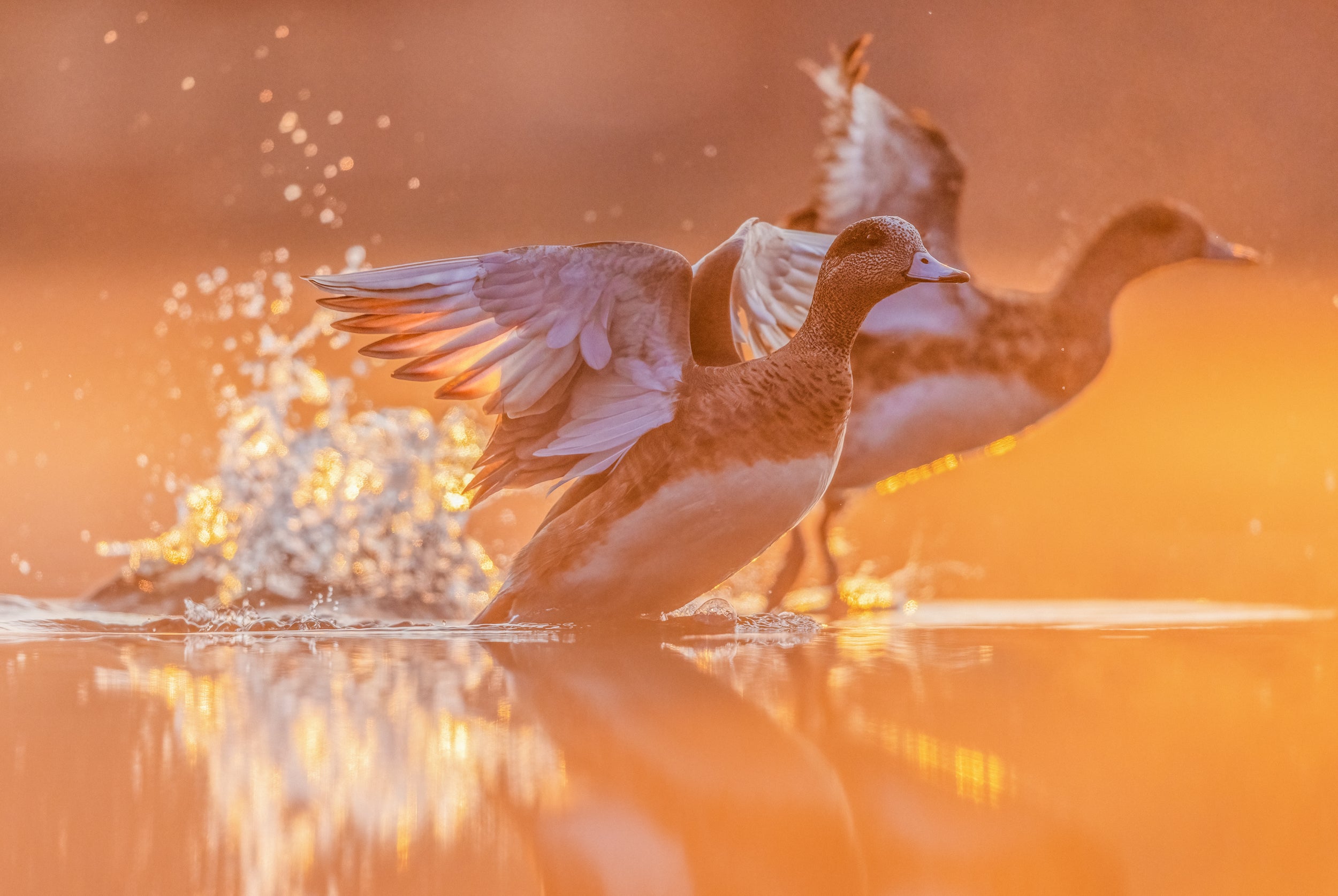 Ducks 036