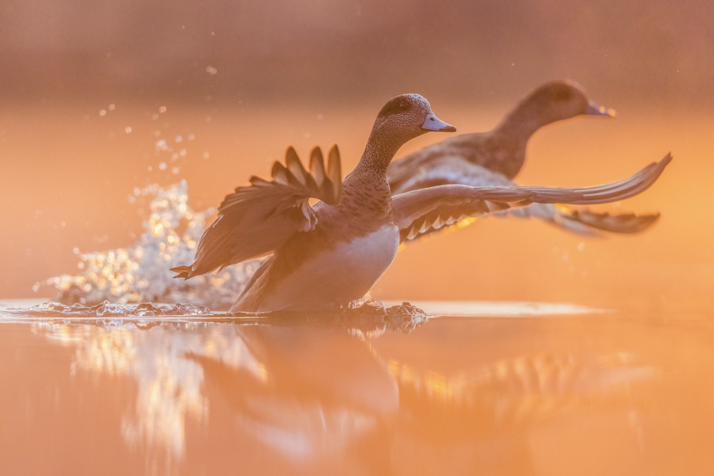 Ducks 037