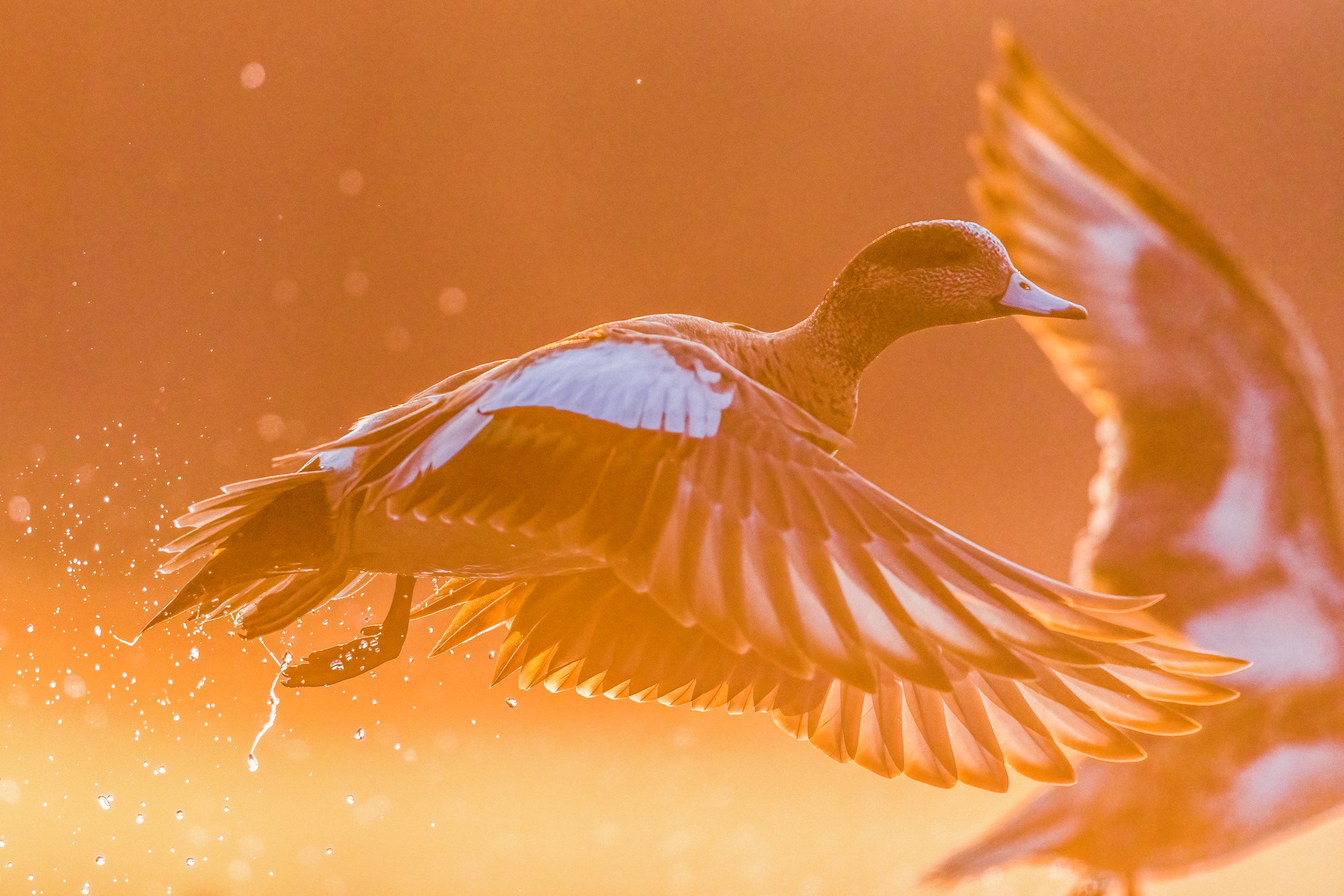 Ducks 038