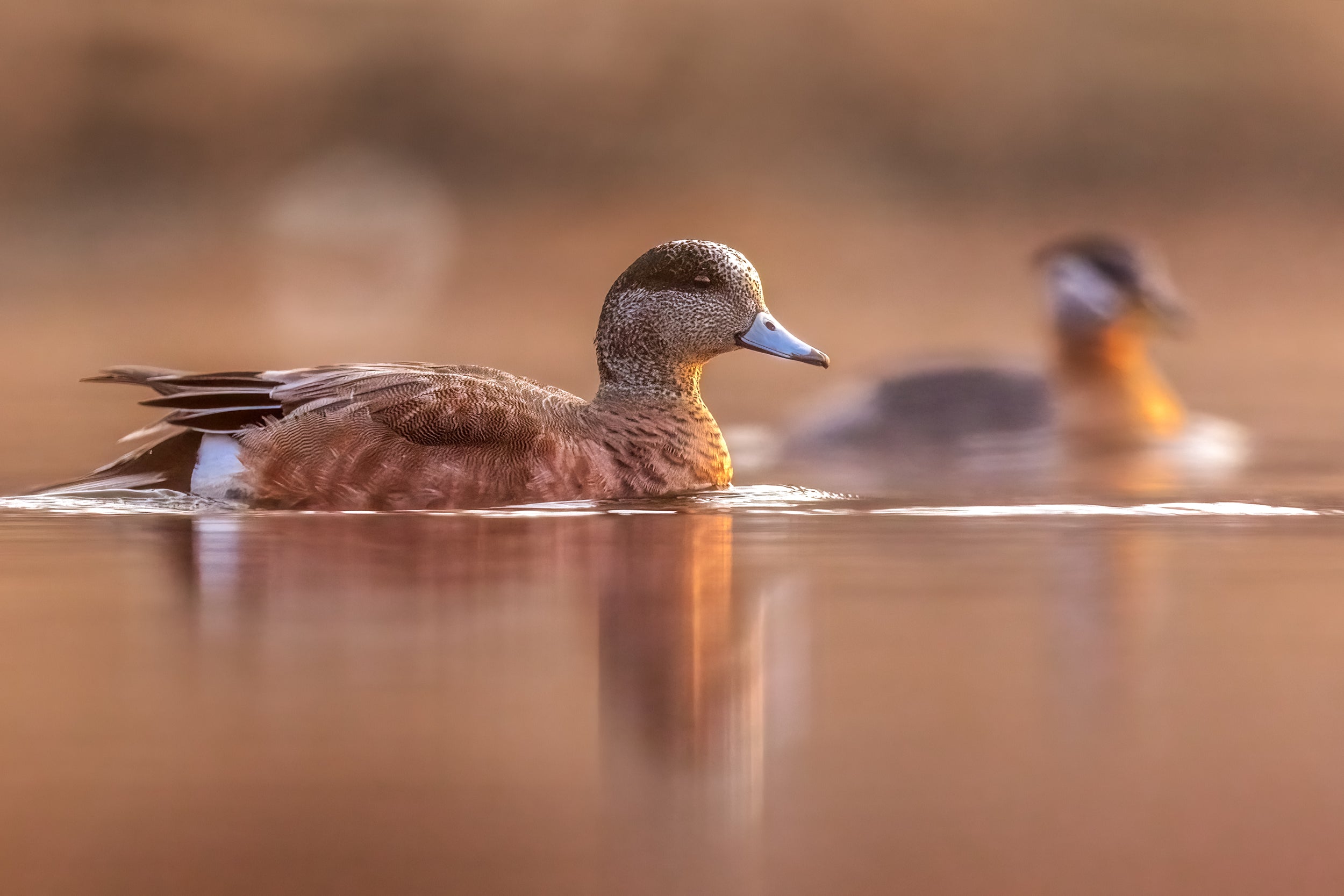 Ducks 039