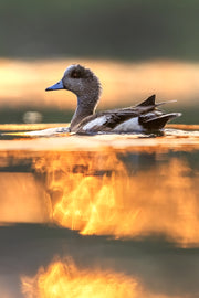 Canards 039